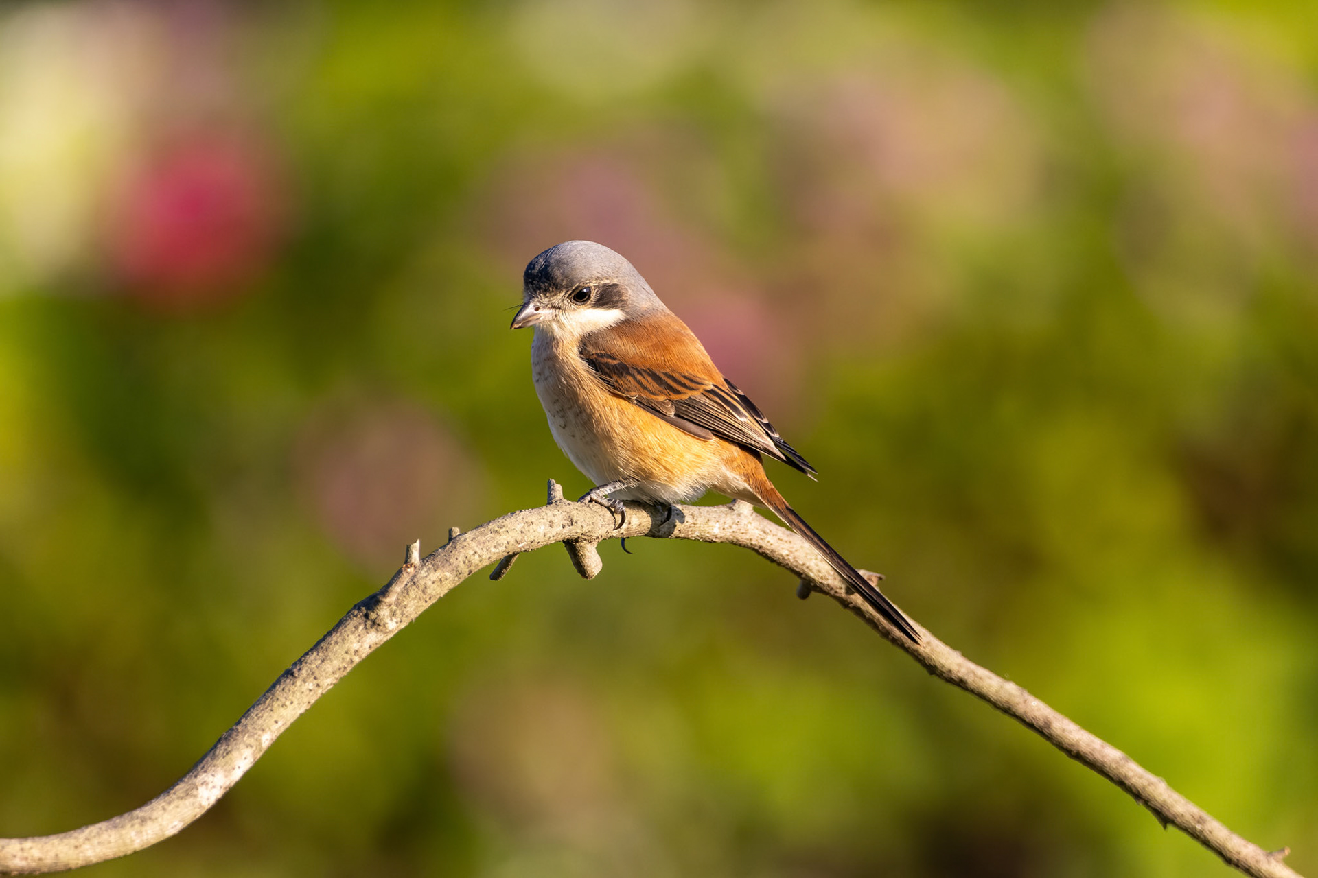 Burmese shrike