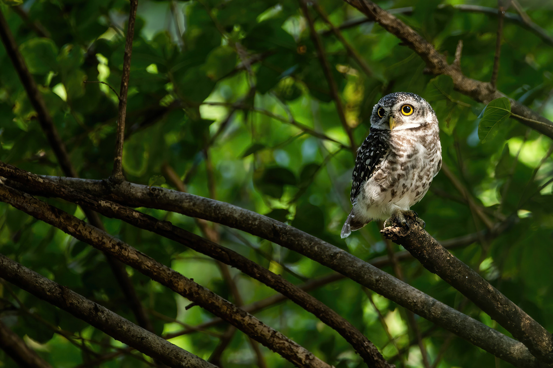 Spotted owlet
