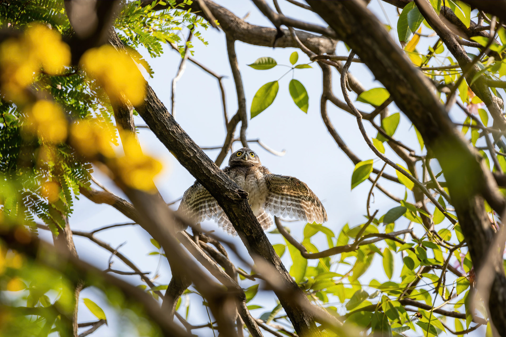 Spotted owlet