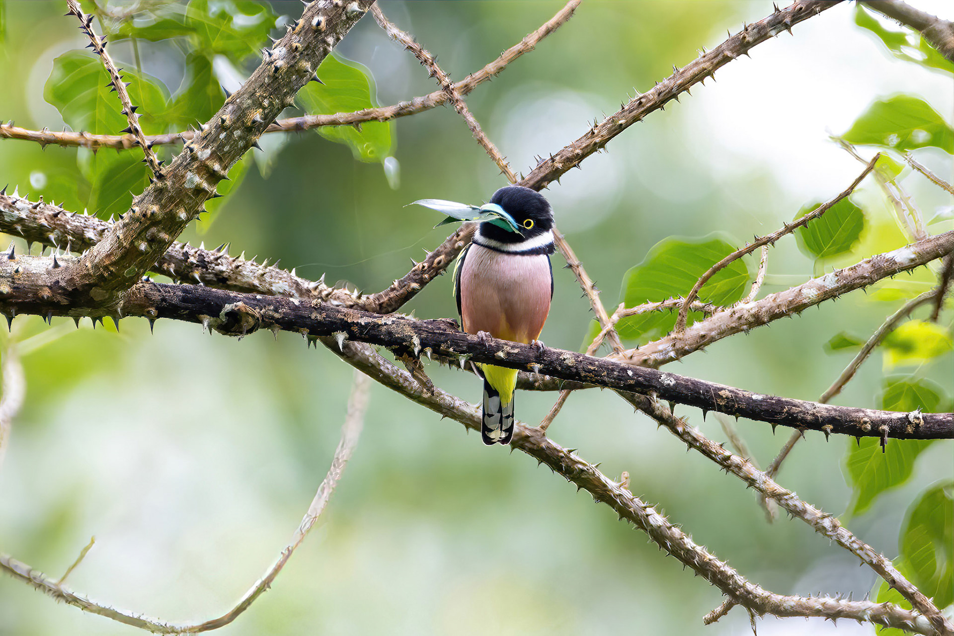 Black-and-yellow Broadbill