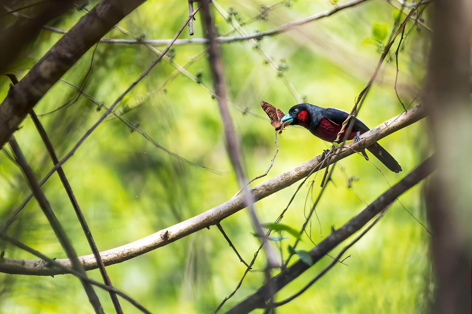 Black-and-red broadbill