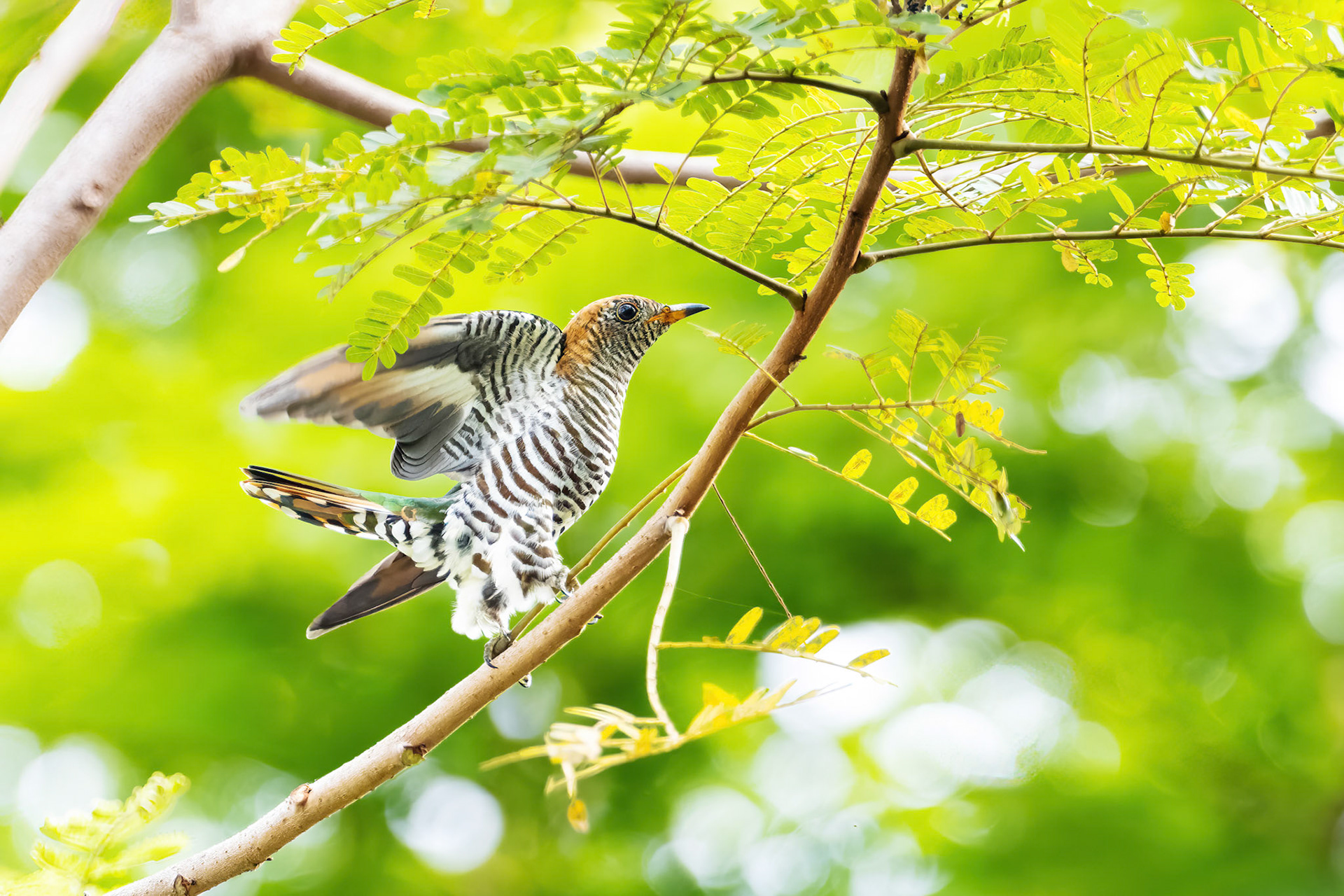 Asian emerald cuckoo (female)