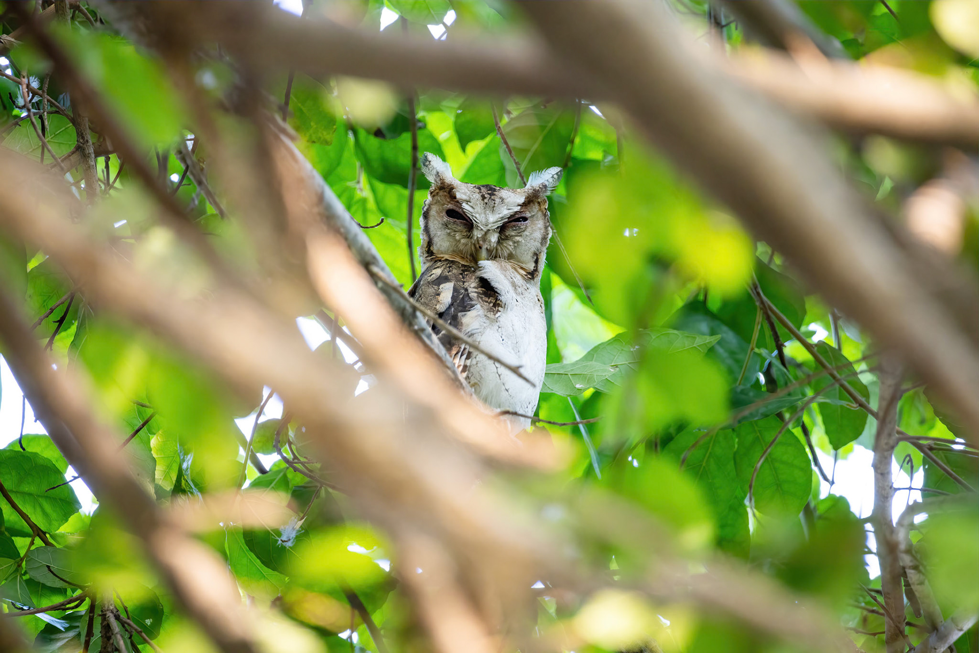Collared scops owl