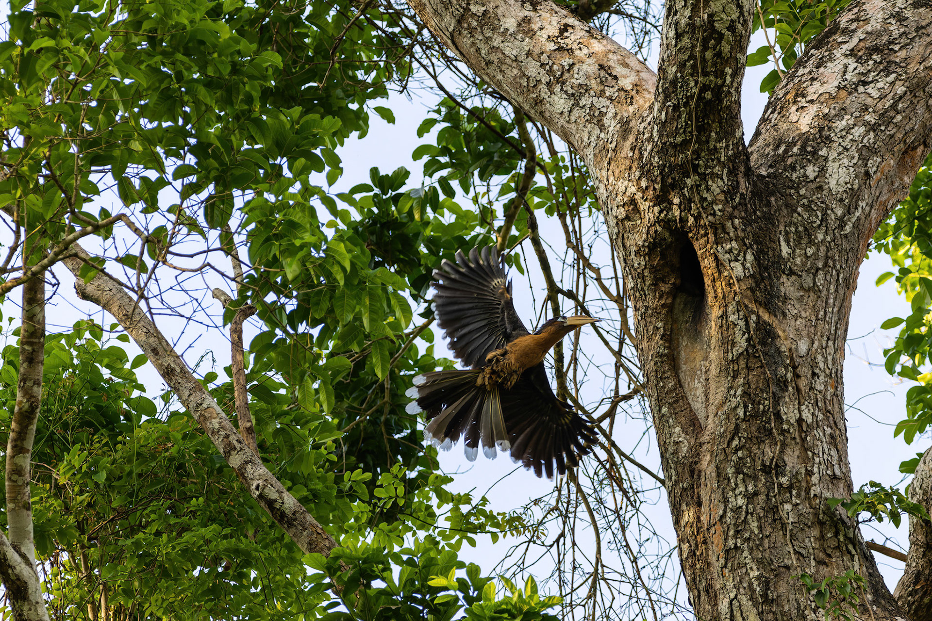 Tickell's brown hornbill (male)