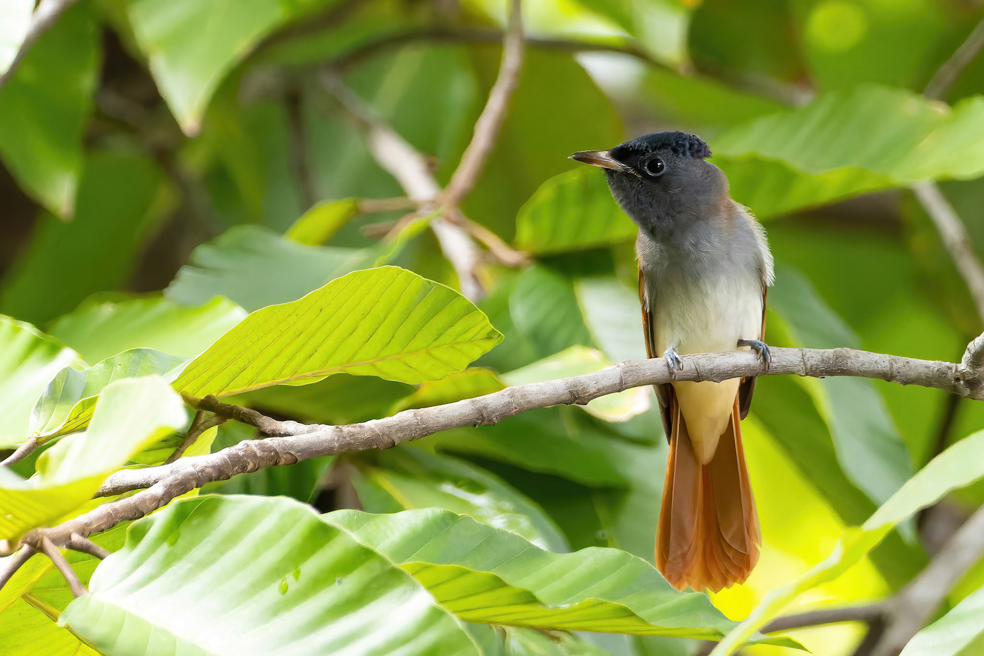 Asian paradise flycatcher