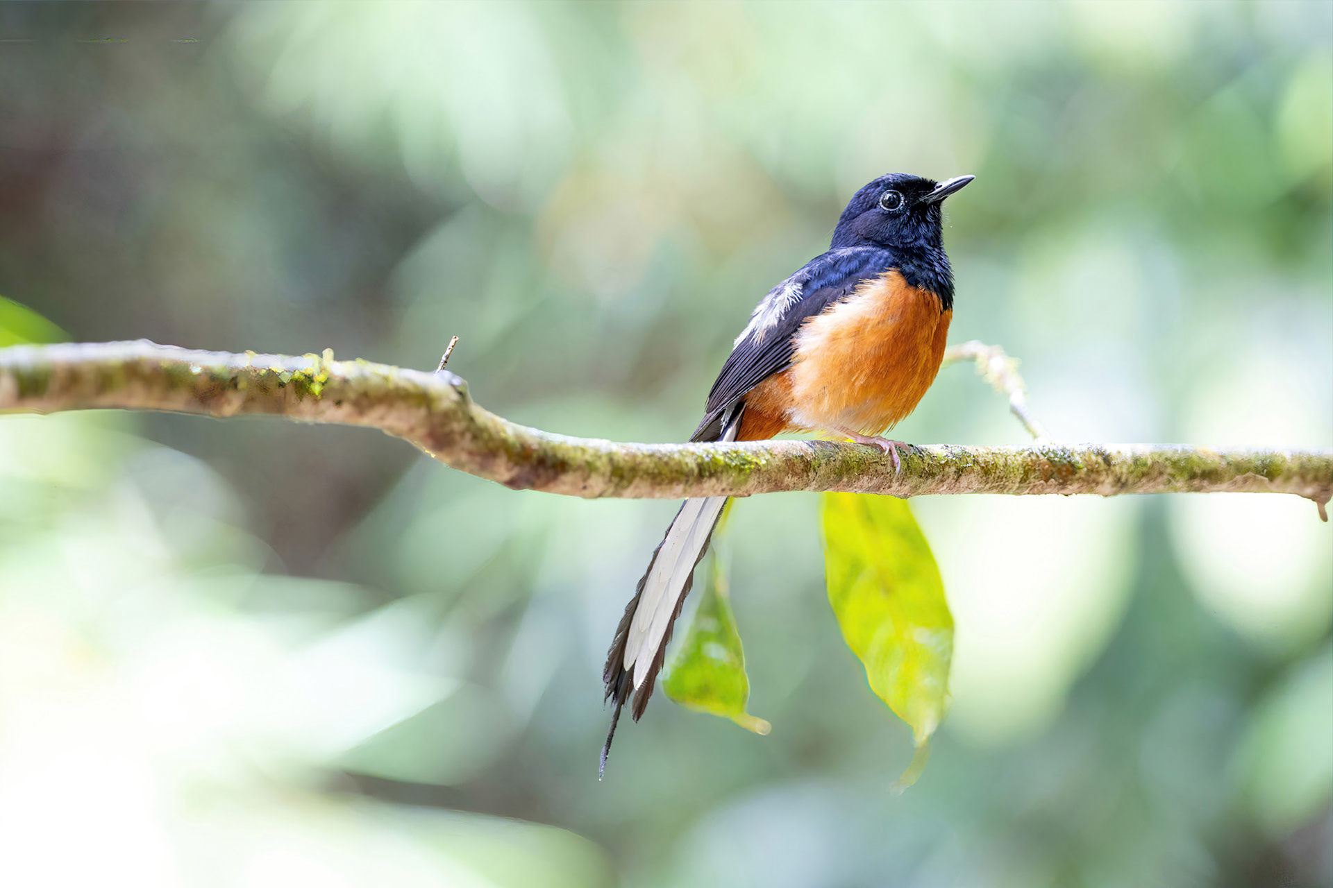 White rumped shama