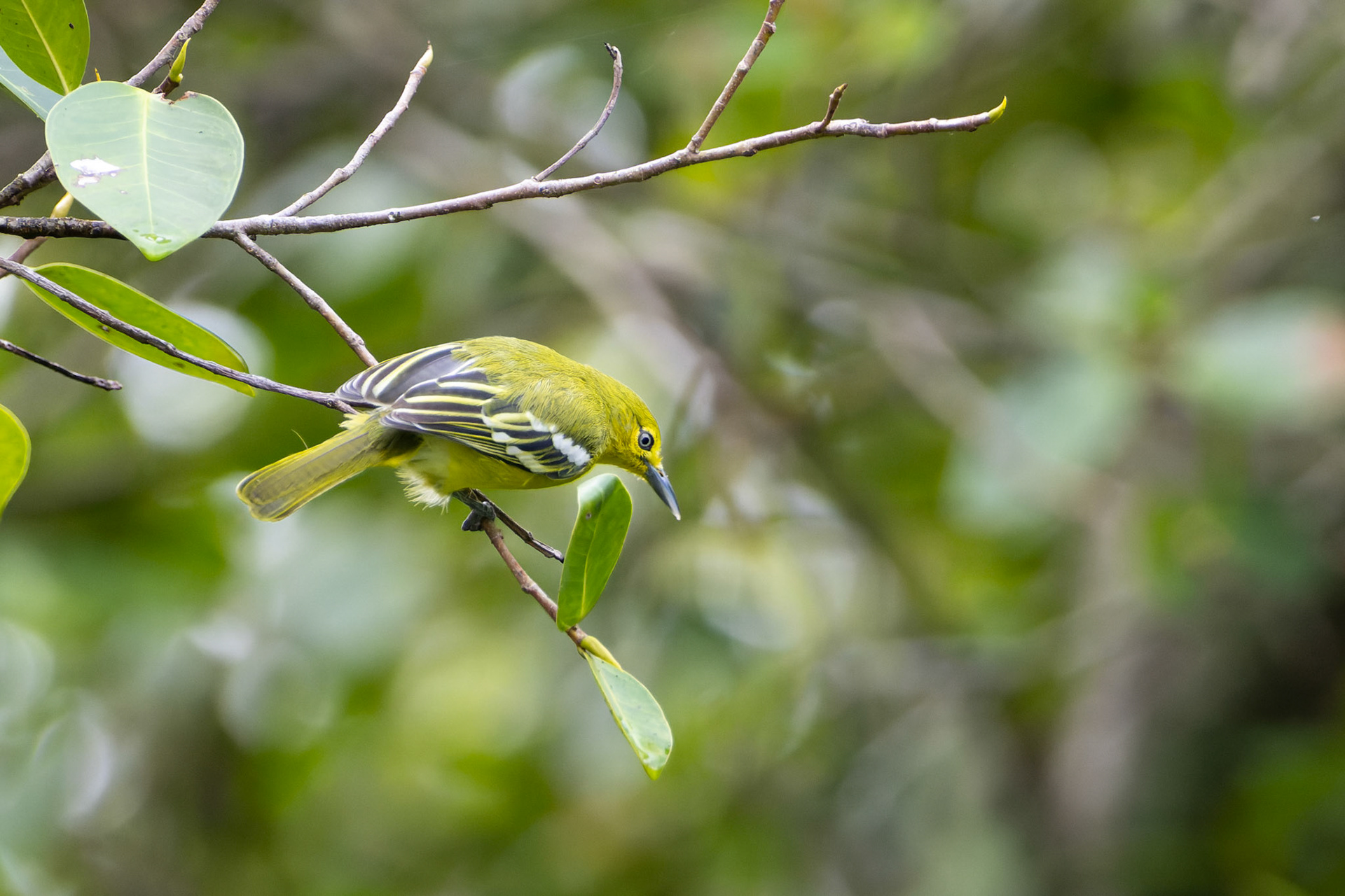 Common iora