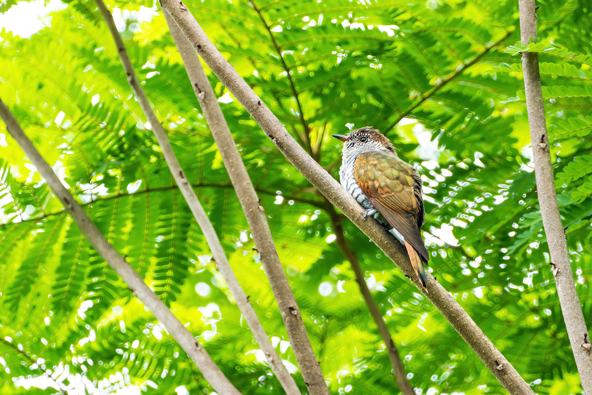 Violet cuckoo (female)