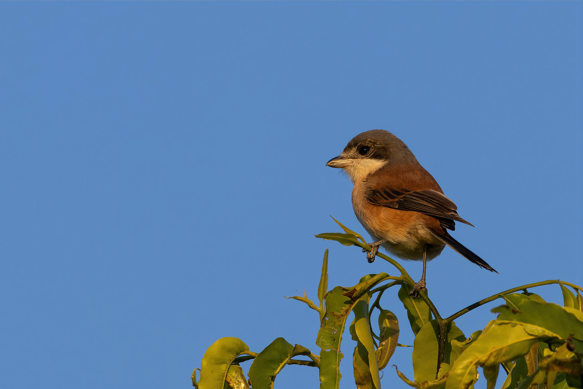 Burmese shrike