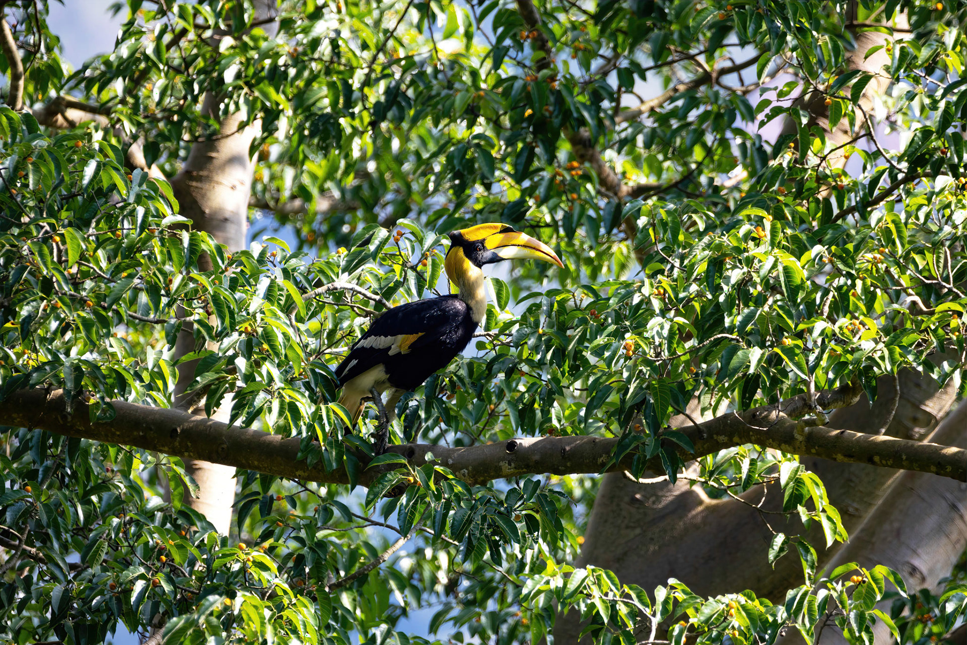 Great hornbill