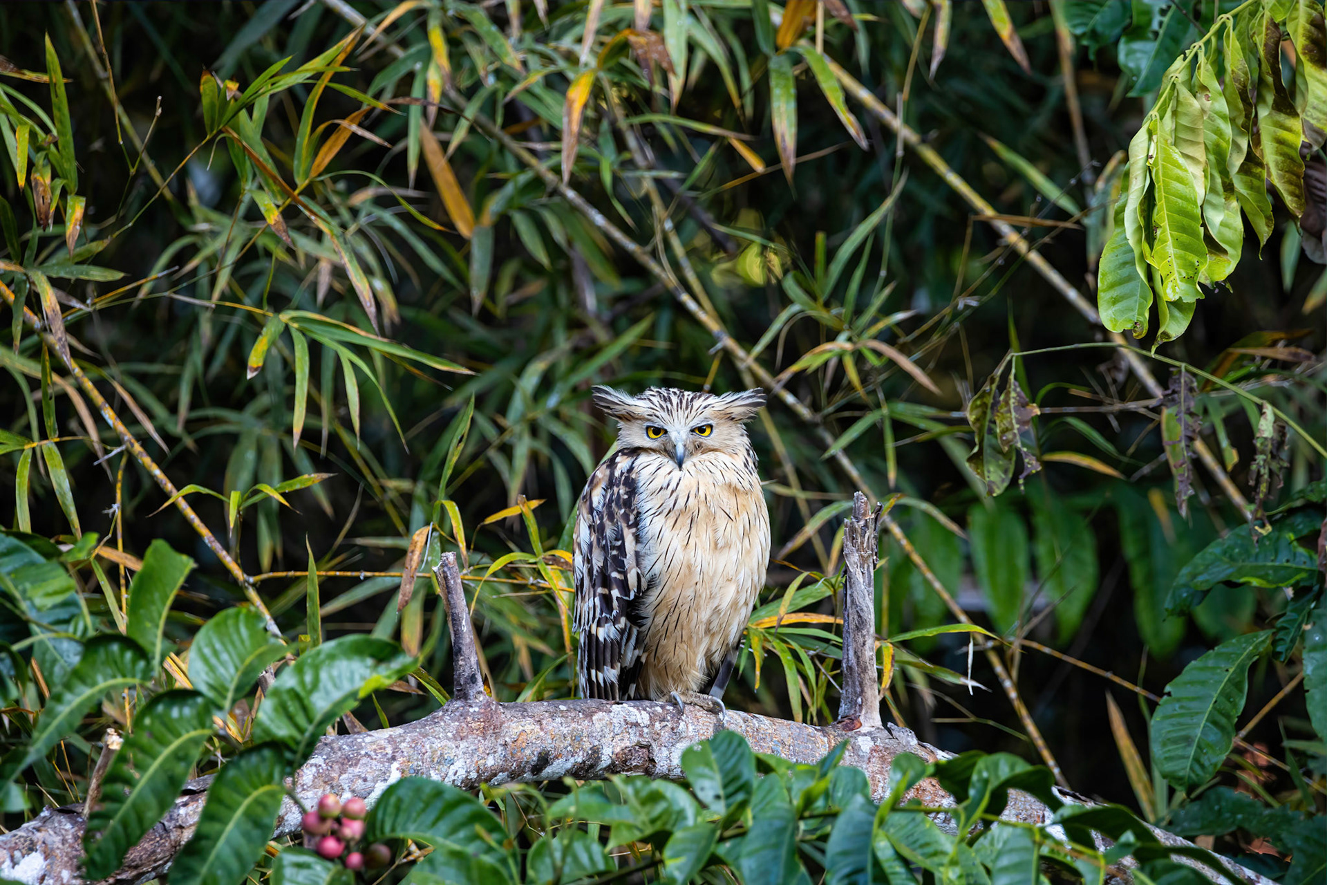 Buffy fish owl