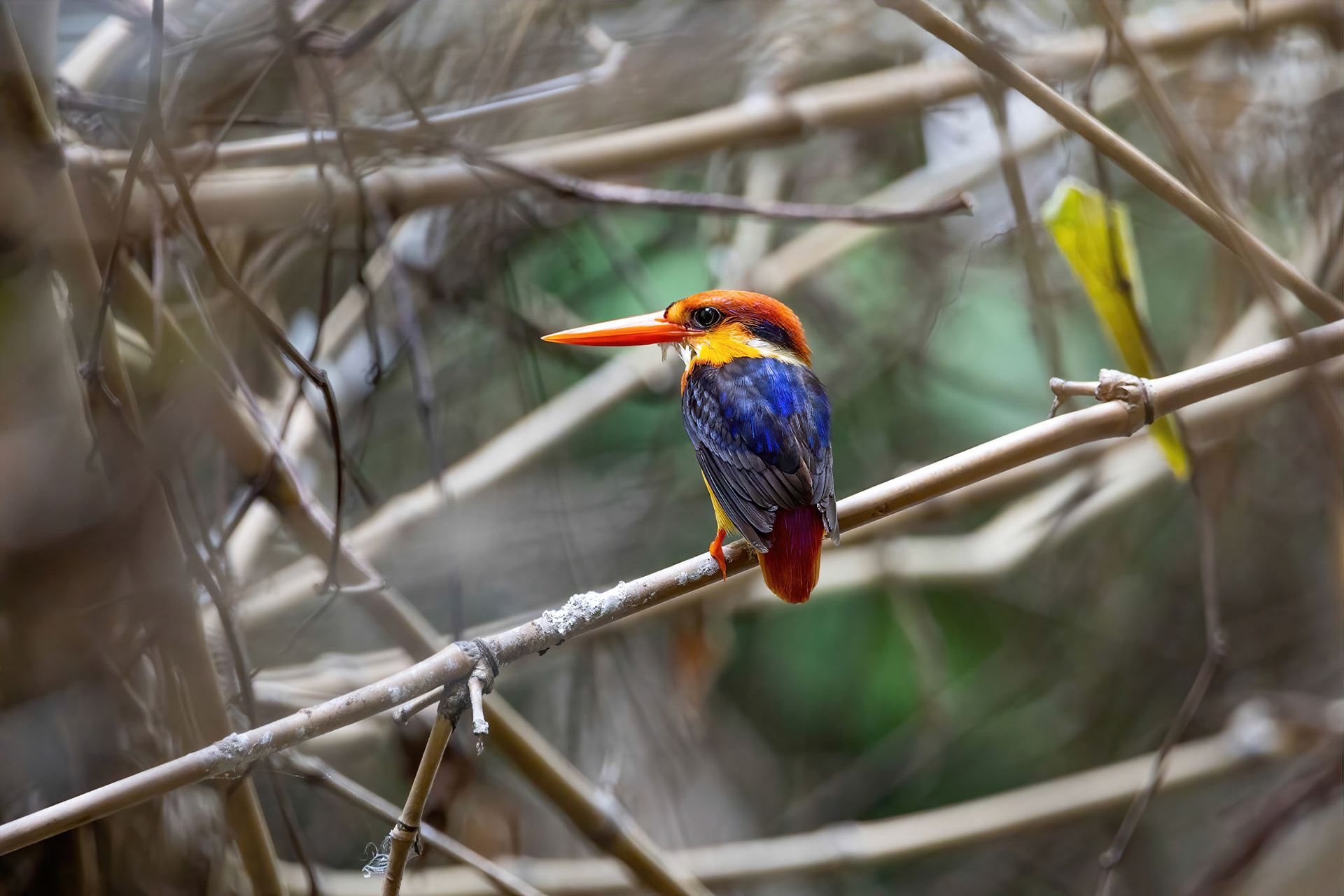 Oriental dwarf kingfisher