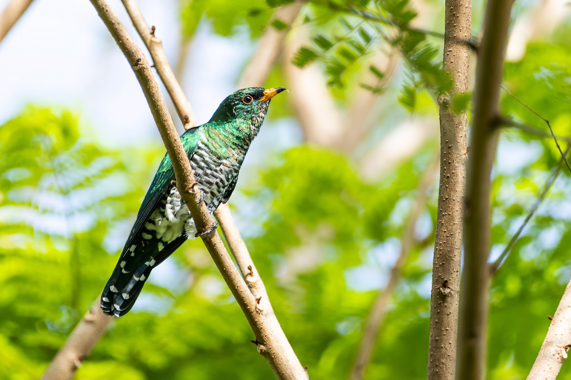 Asian emerald cuckoo (male)