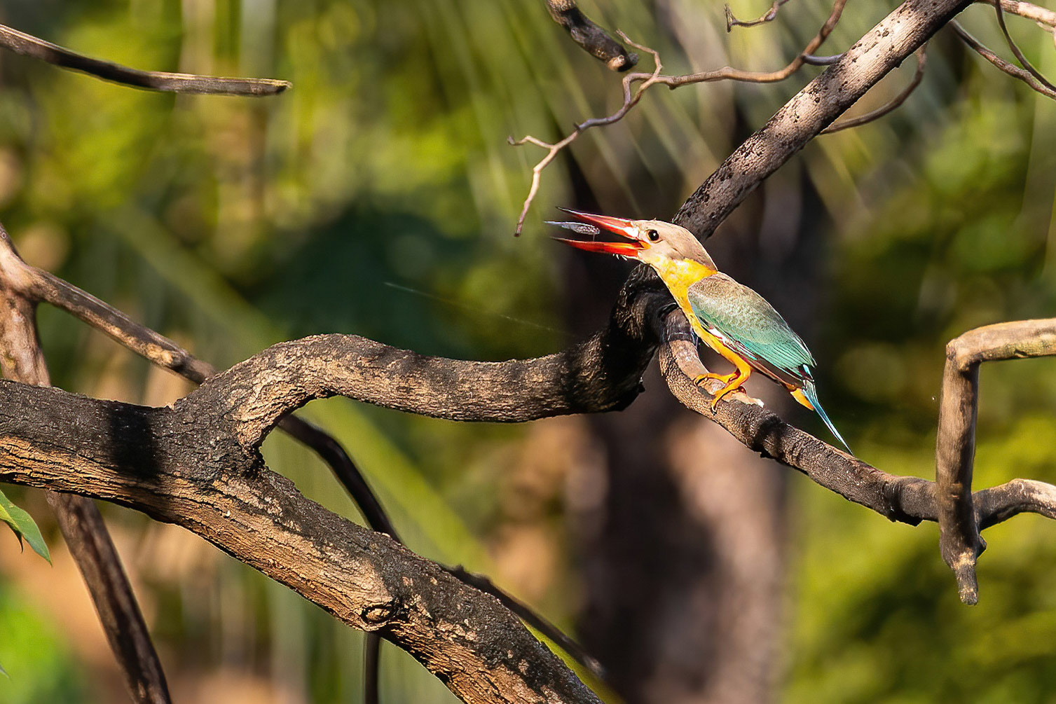 Stork-billed kingfisher