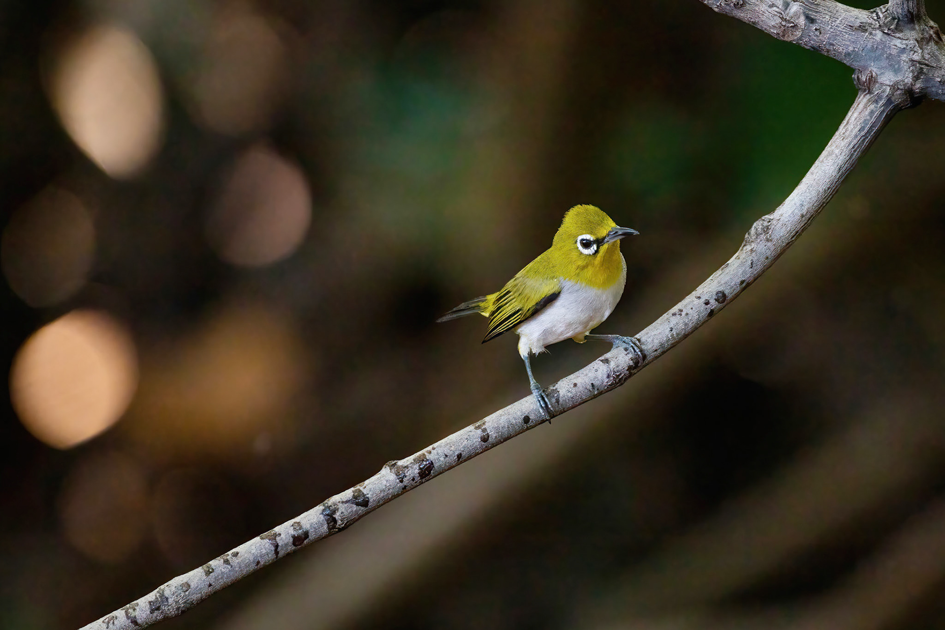 Oriental white-eye