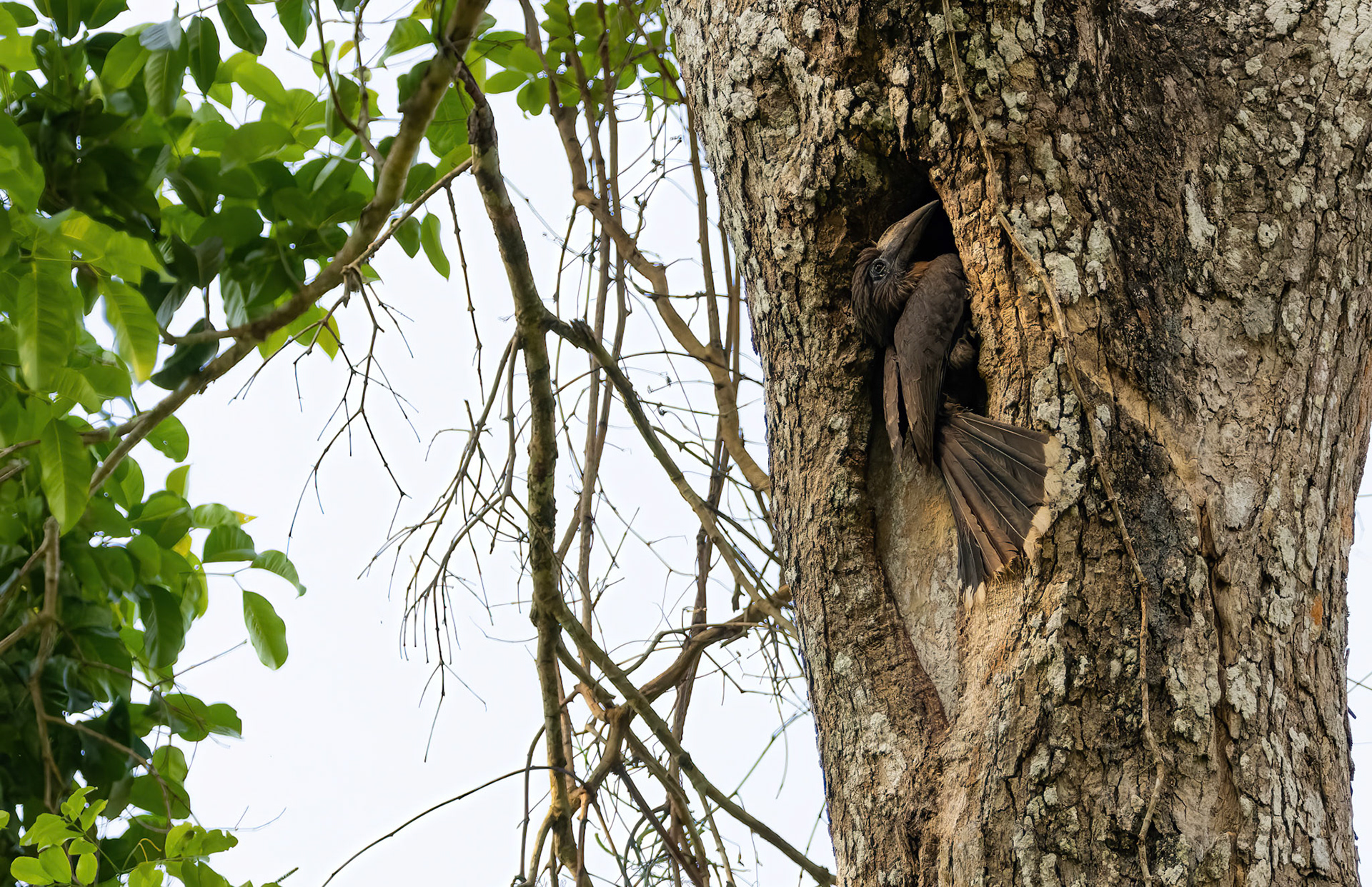 Tickell's brown hornbill (female)