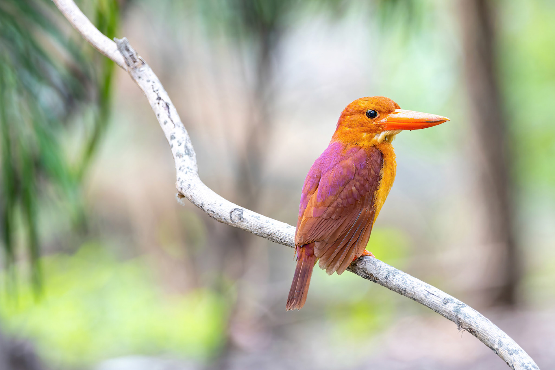 Ruddy kingfisher