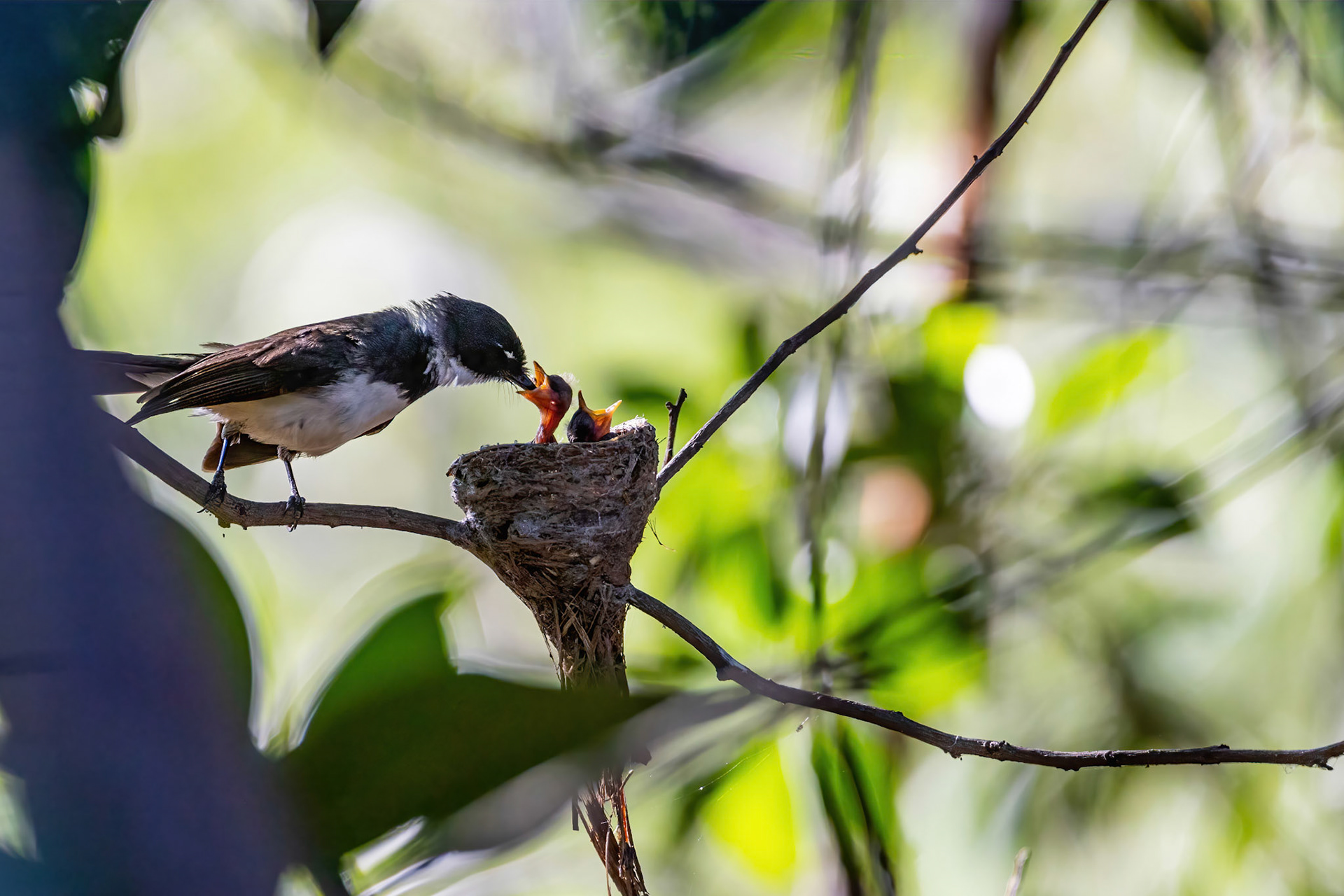 Malaysian pied fantail