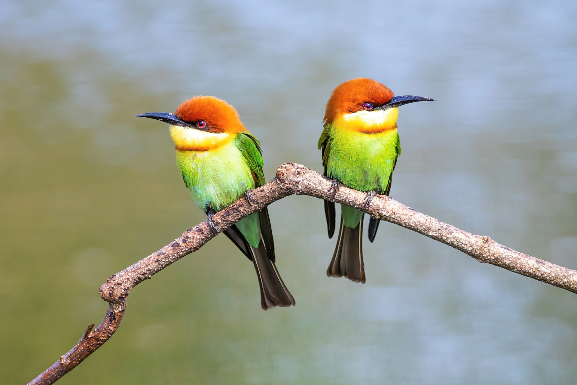 Chestnut headed bee eater