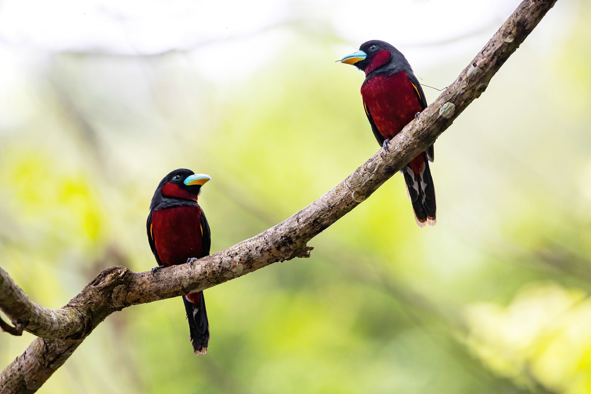Black-and-red broadbill