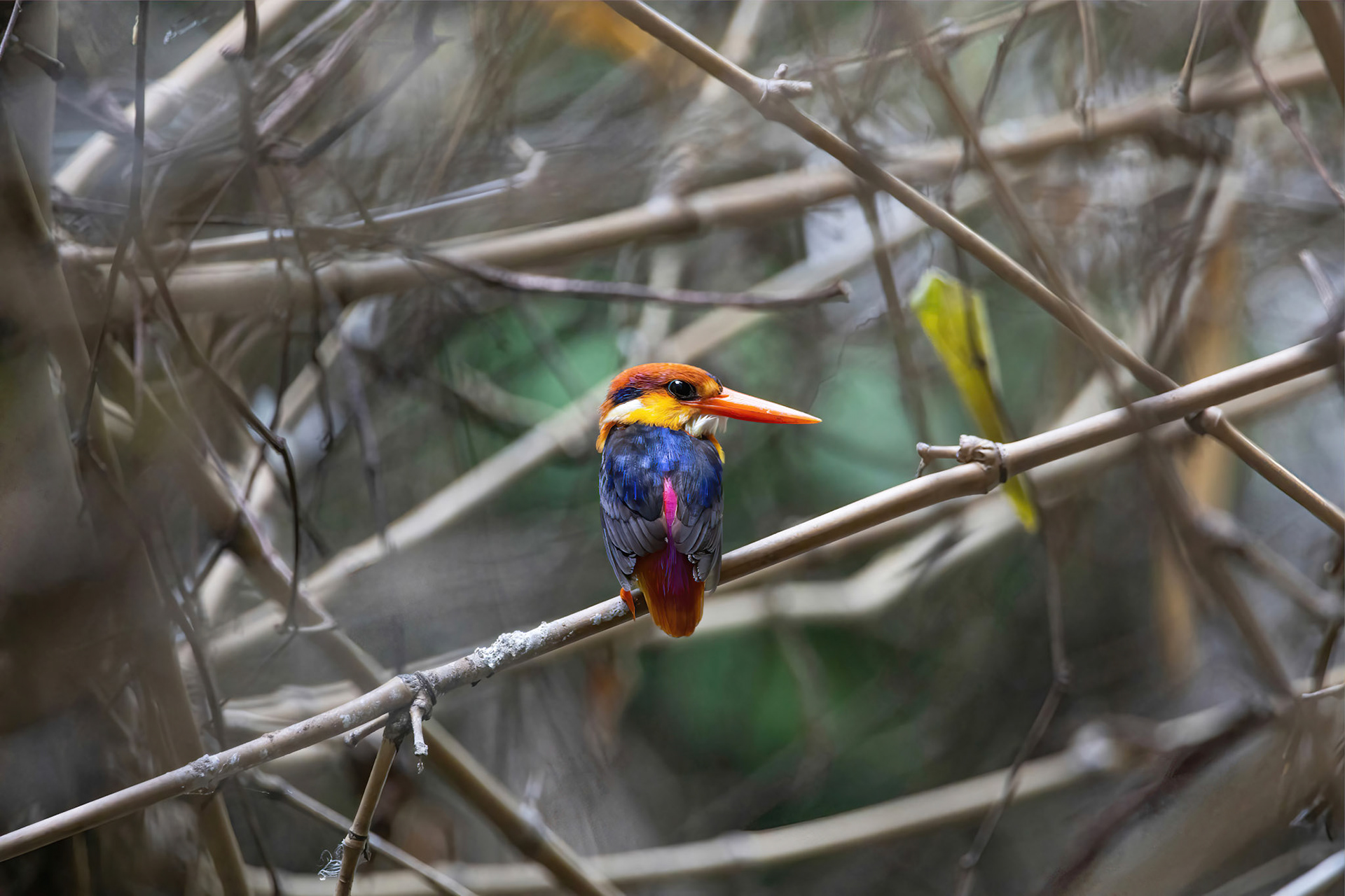 Oriental dwarf kingfisher