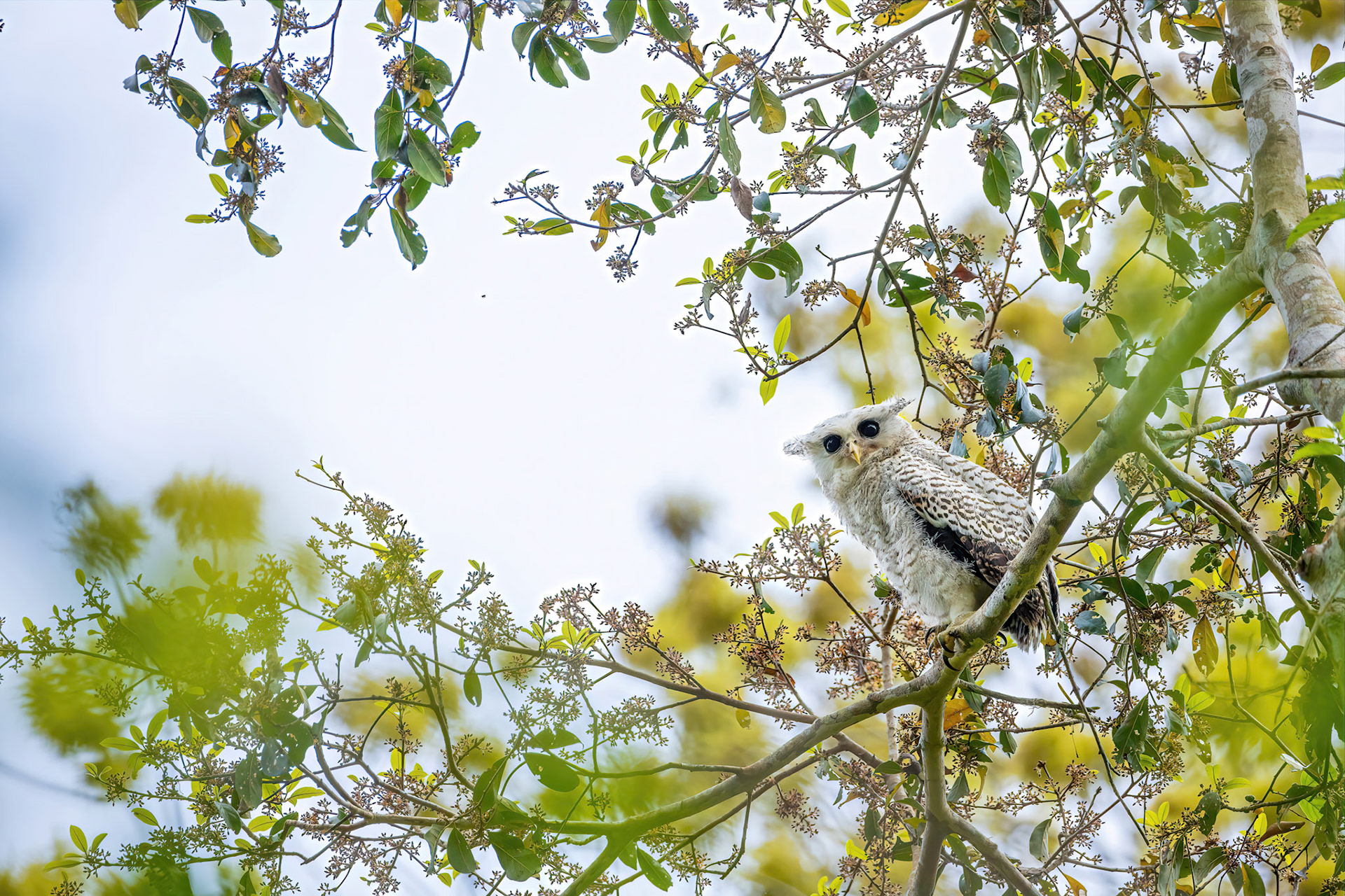 Spotted bellied eagle owl (juvenile)