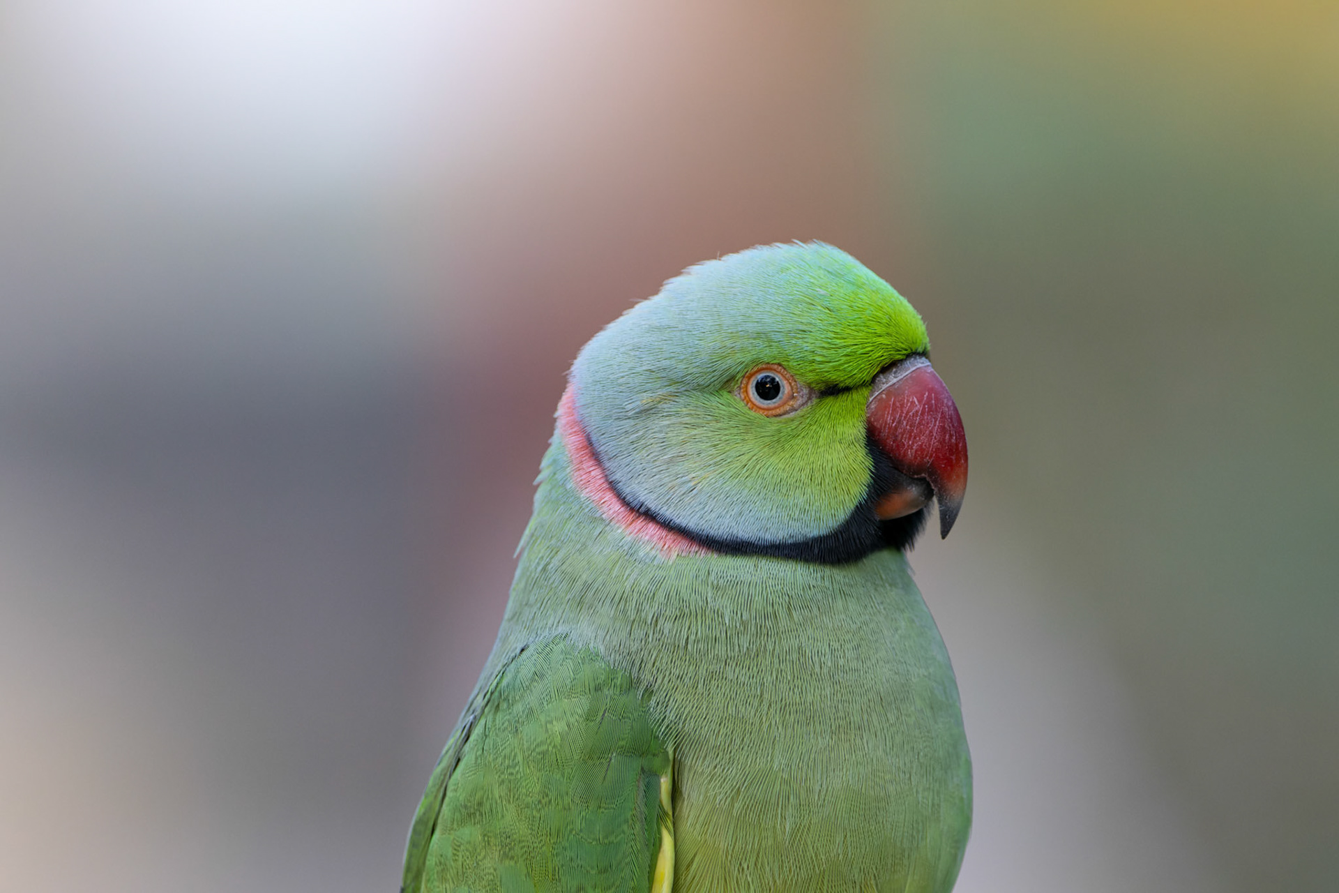 Rose-ringed parakeet