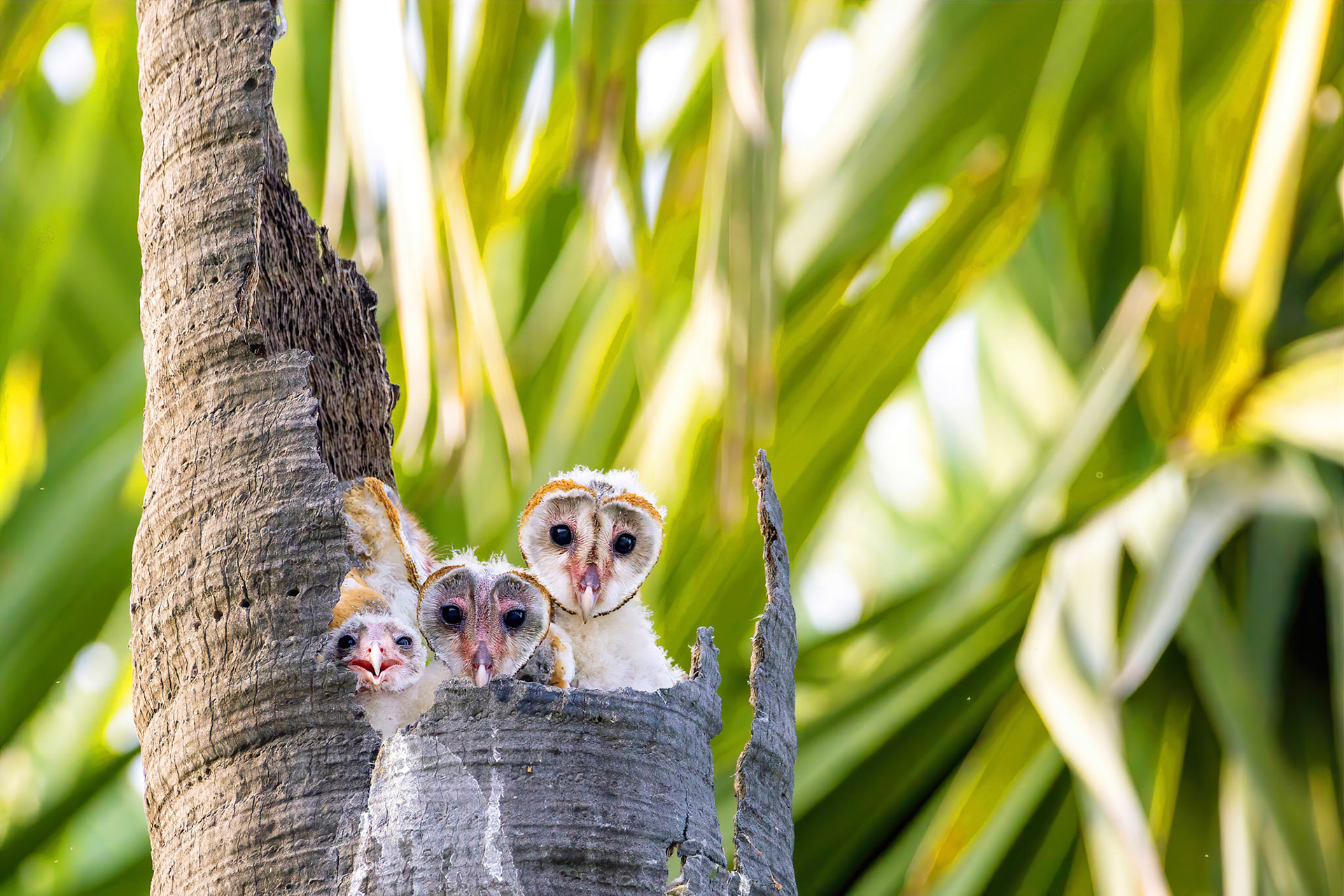 Barn owl family