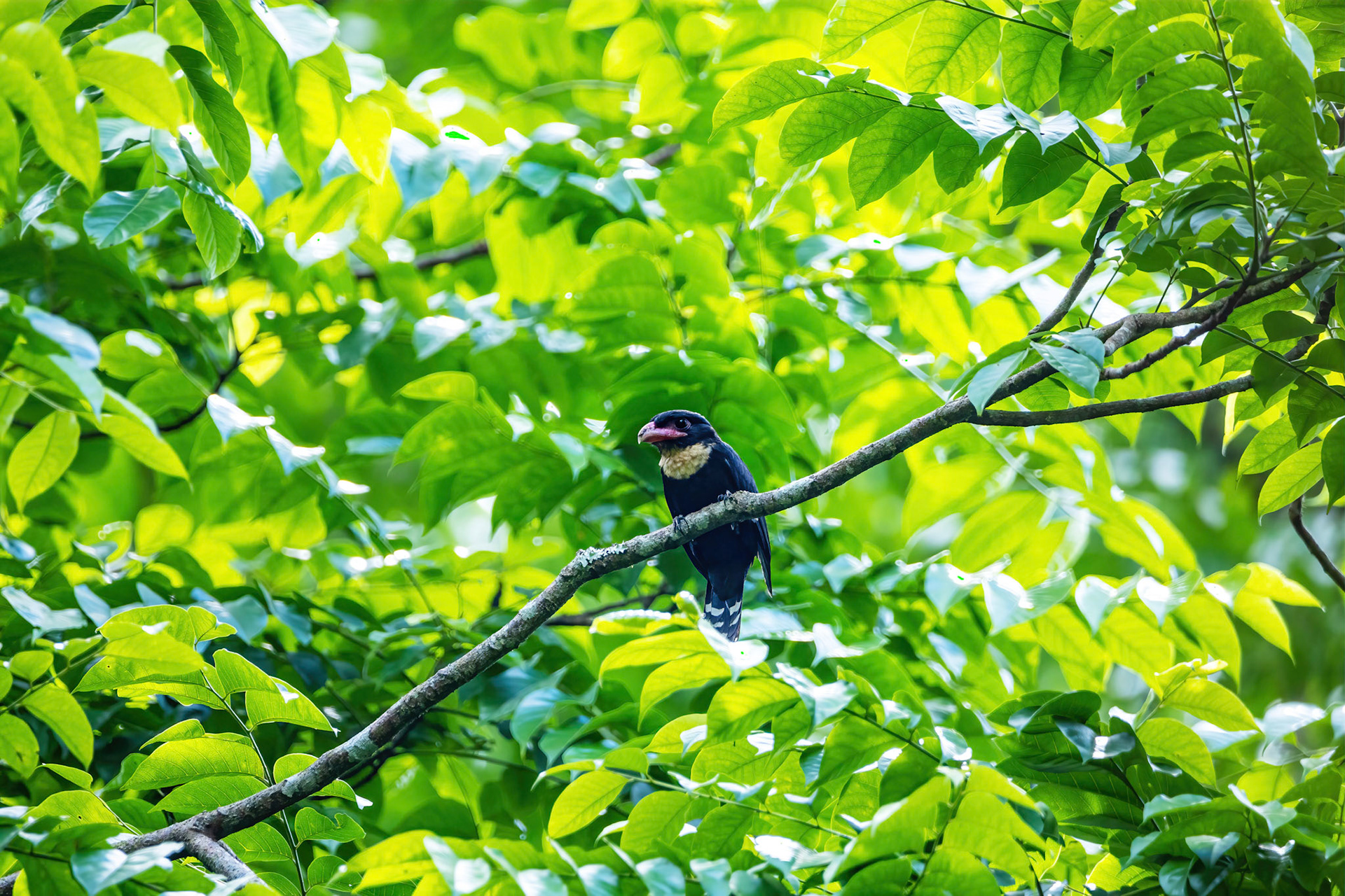 Dusky broadbill