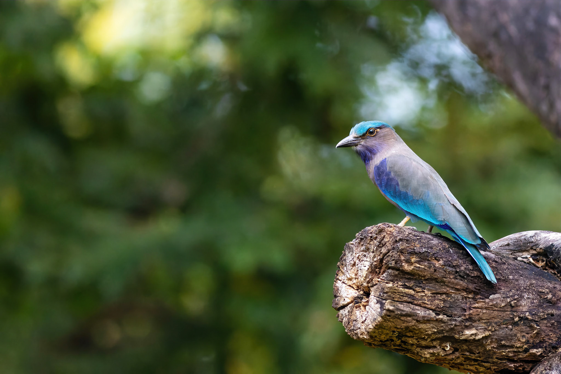 Indian roller