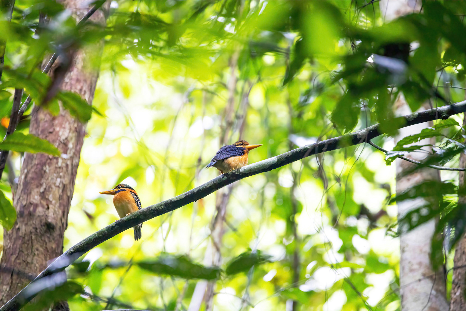 Rufous collared kingfisher (left female/right male)