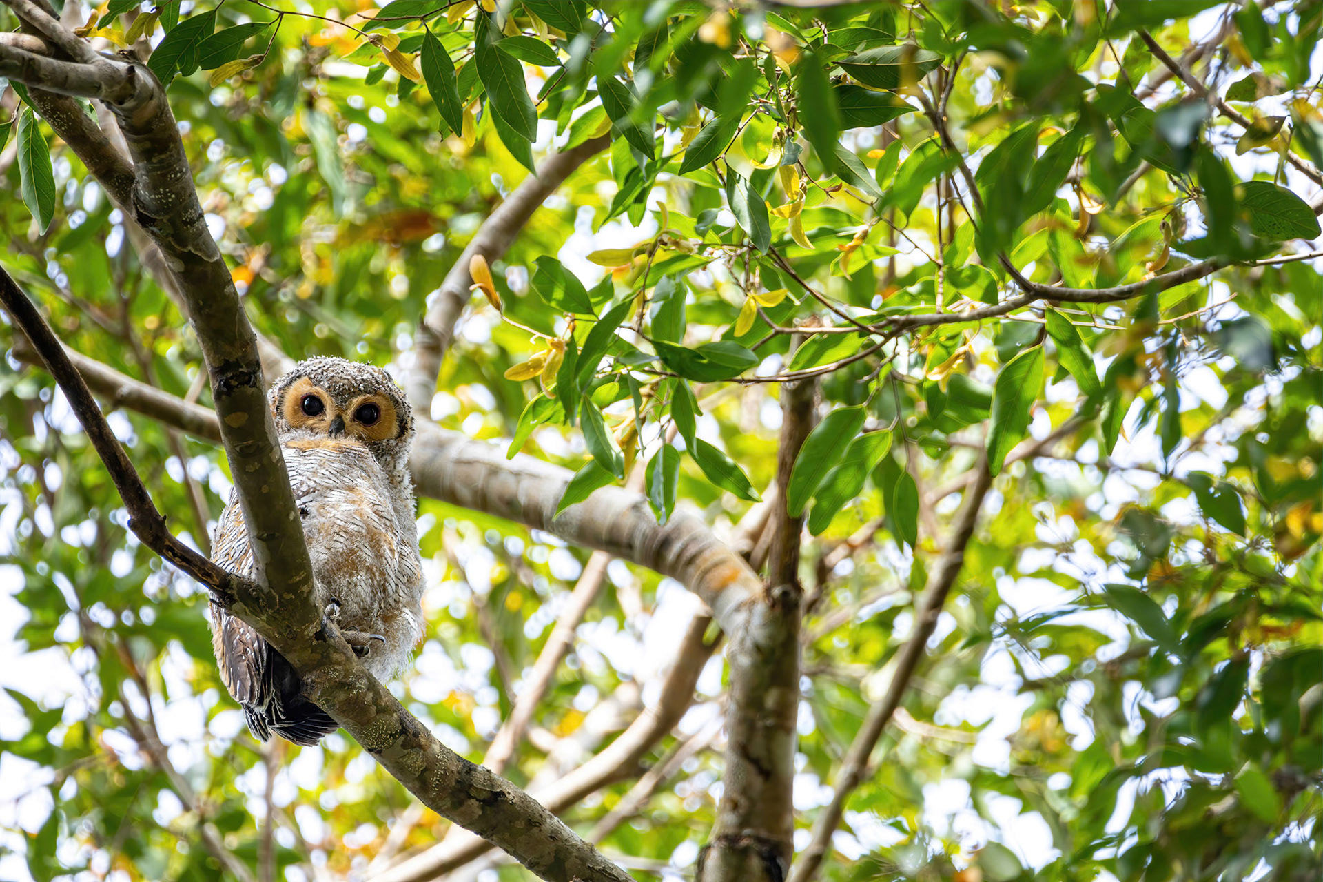 Spotted wood owl (juvenile)