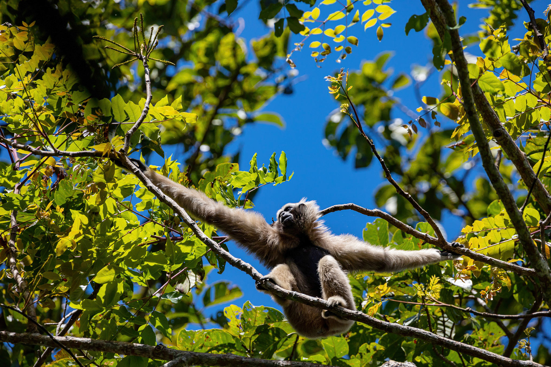 Pileated gibbon