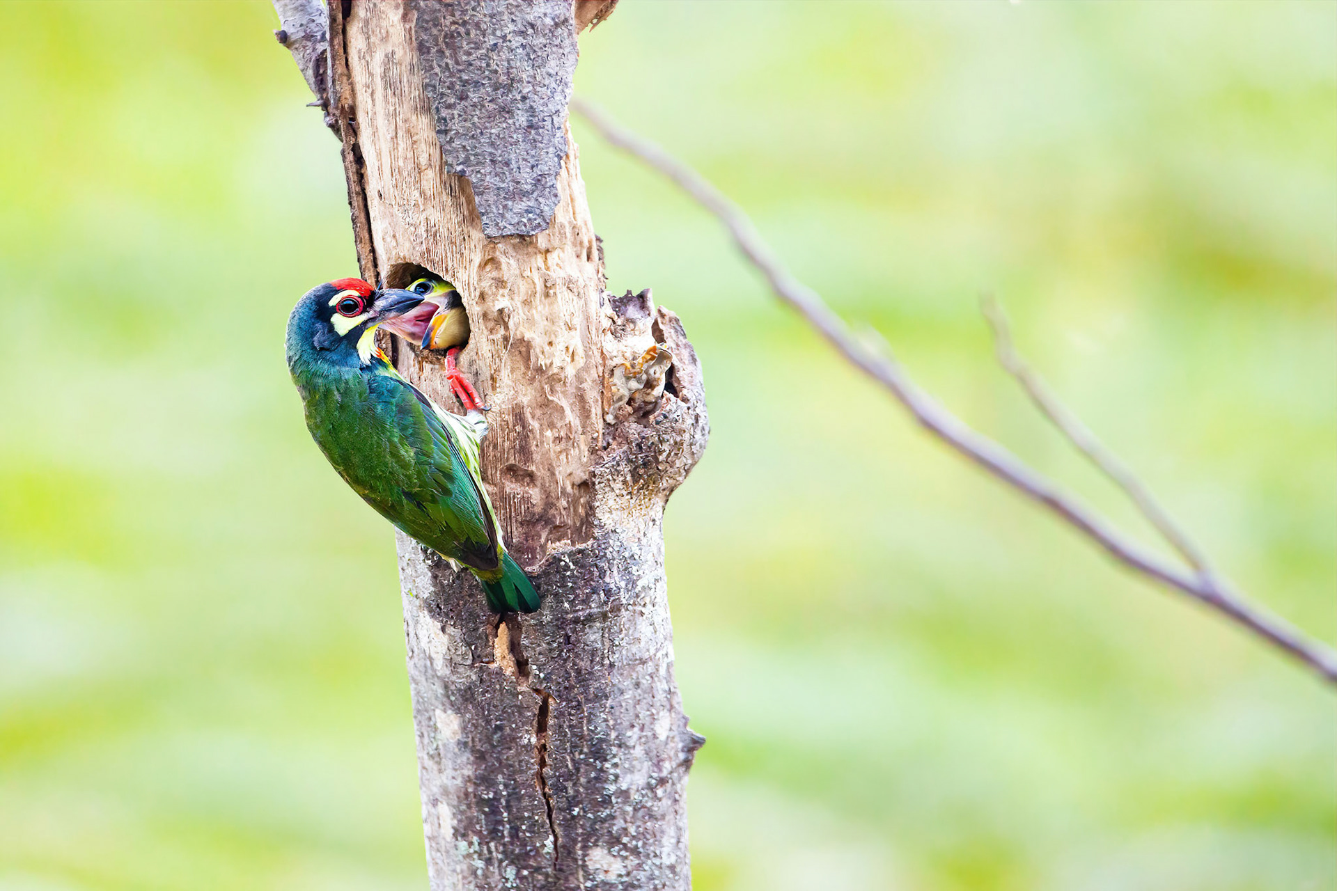 Coppersmith barbet