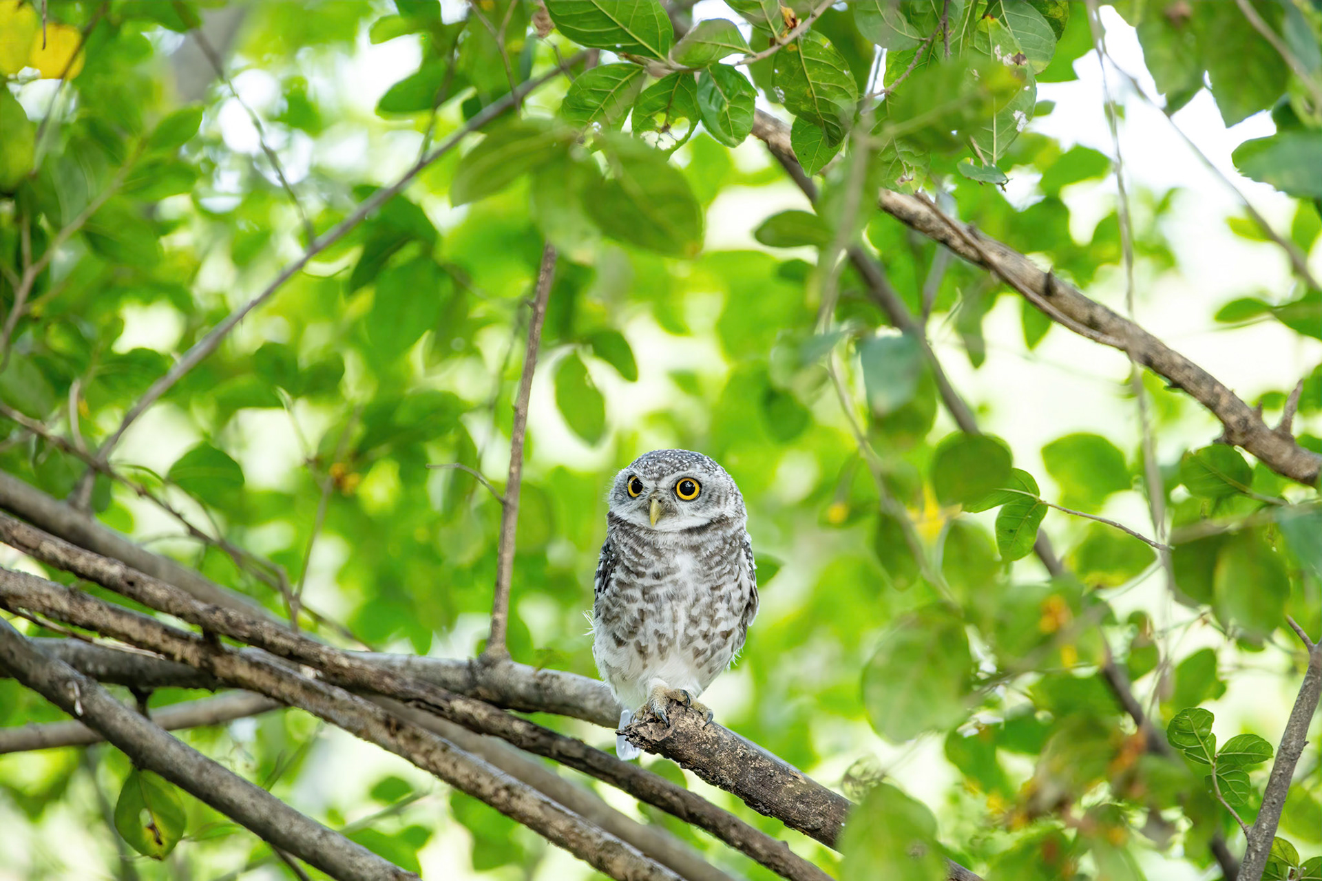 Spotted owlet