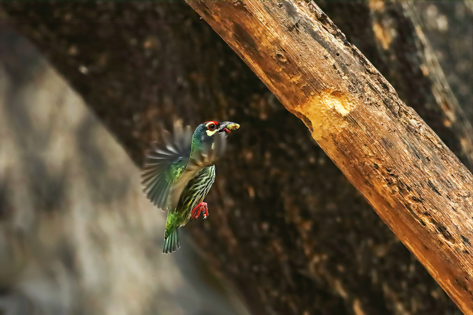 Coppersmith barbet