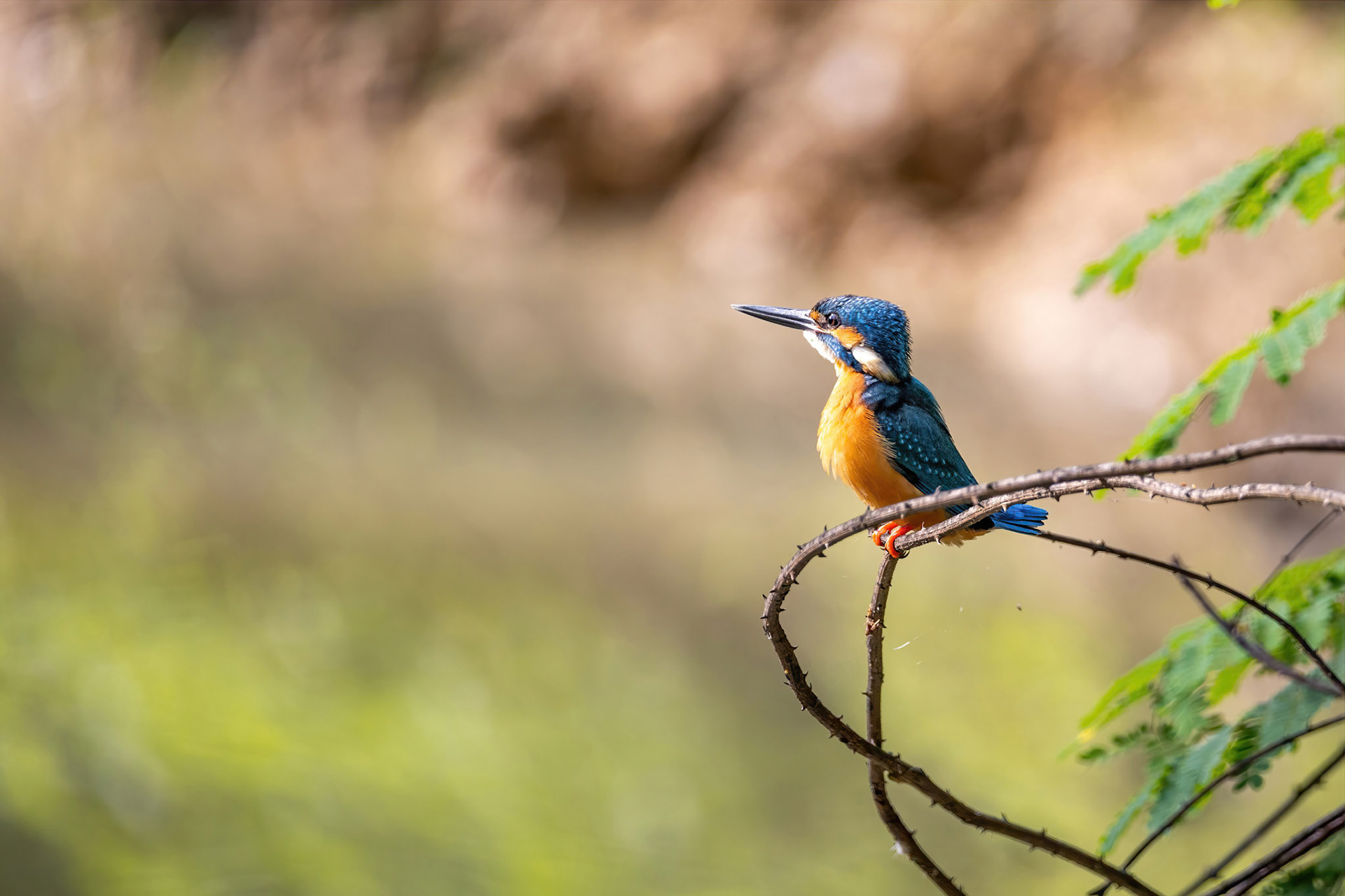 Common kingfisher