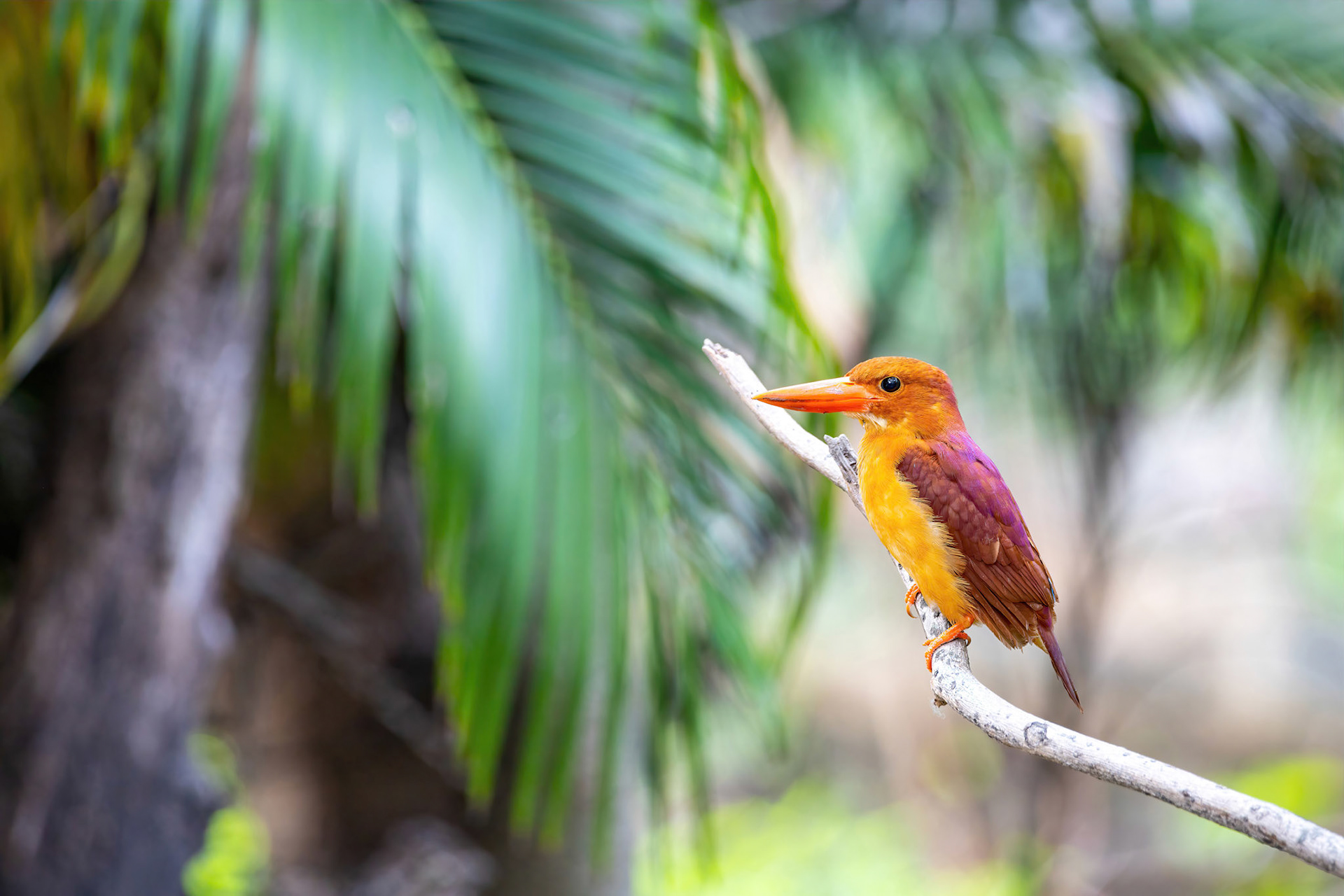 Ruddy kingfisher