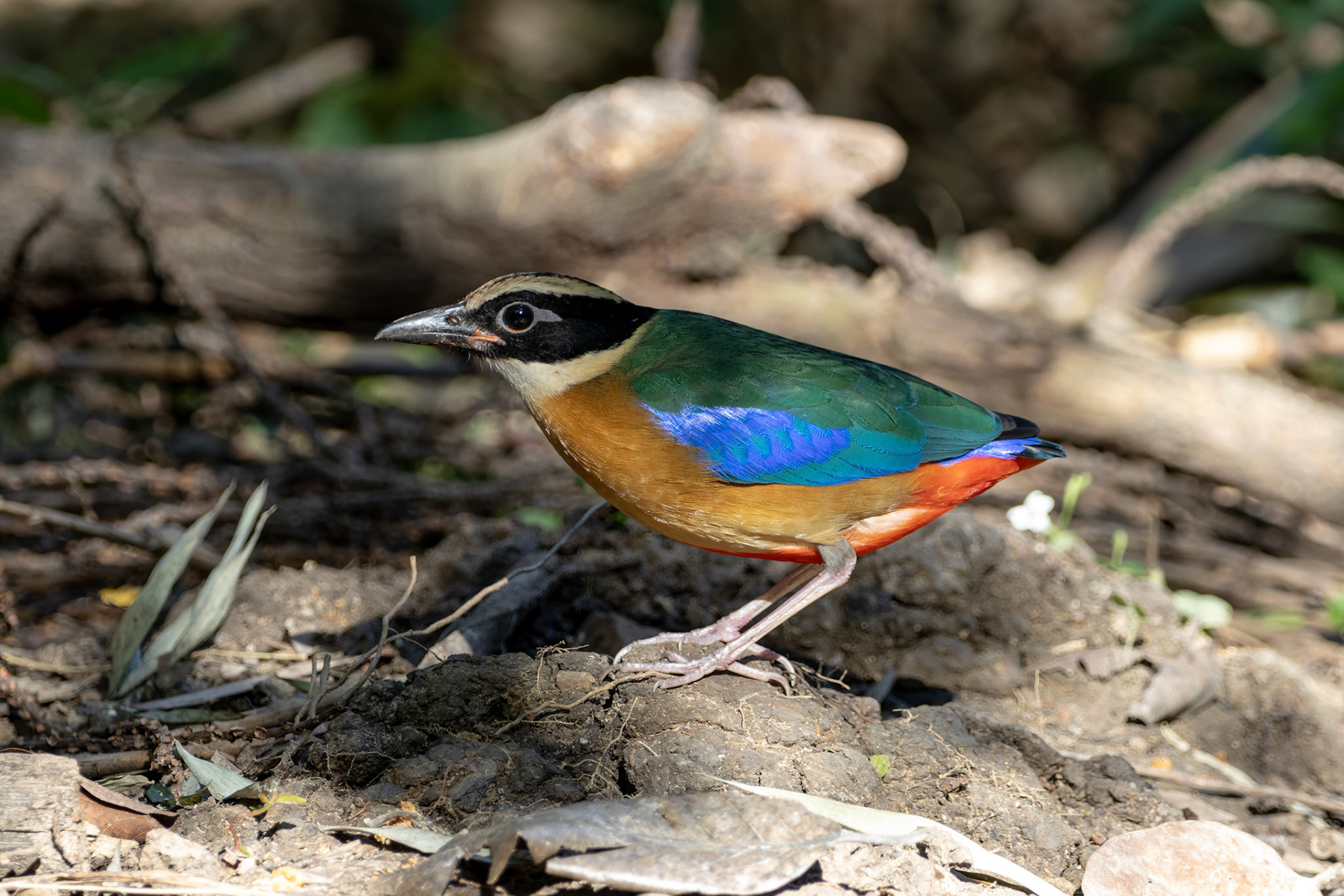Blue winged pitta