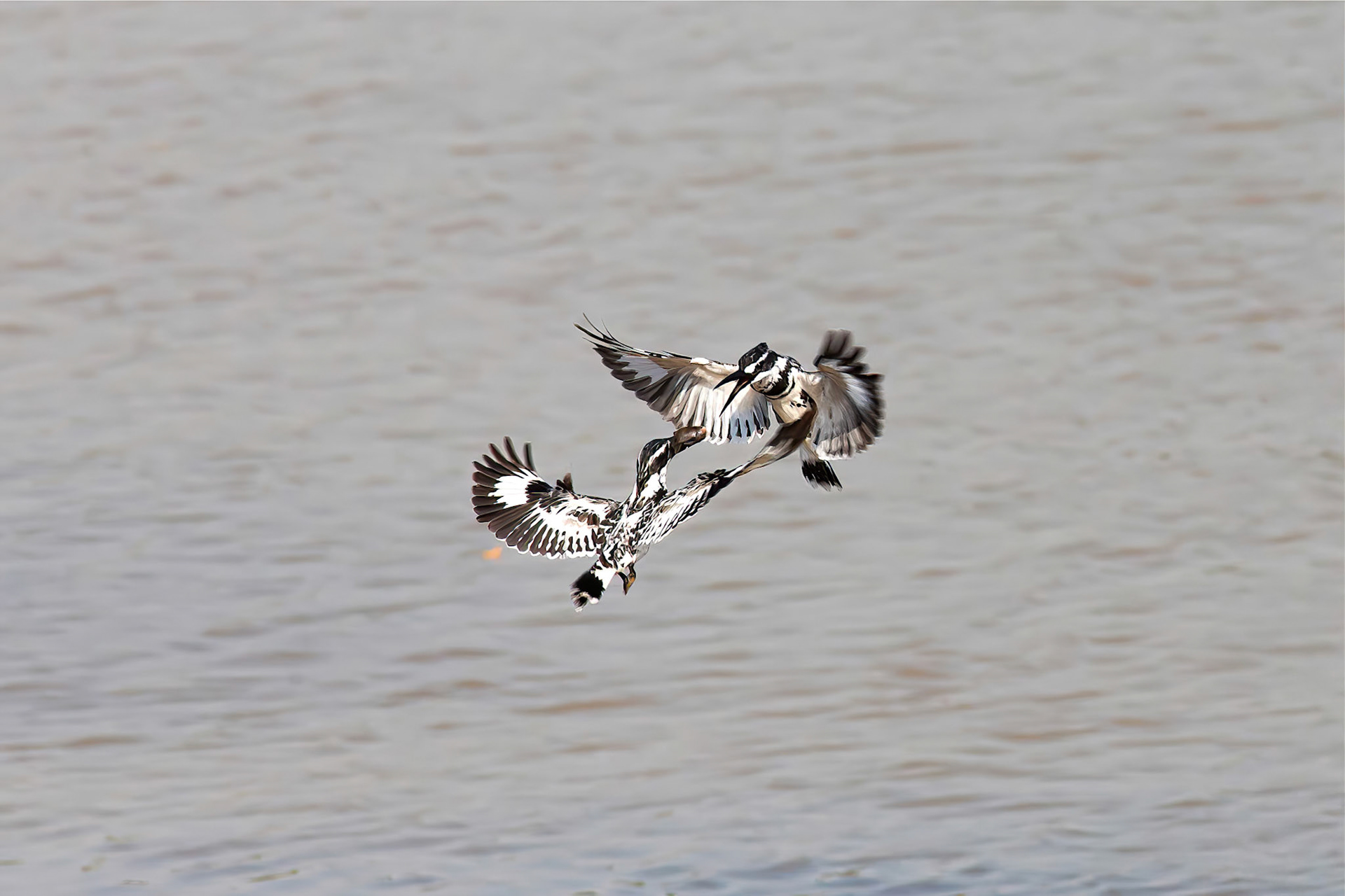 Pied kingfisher