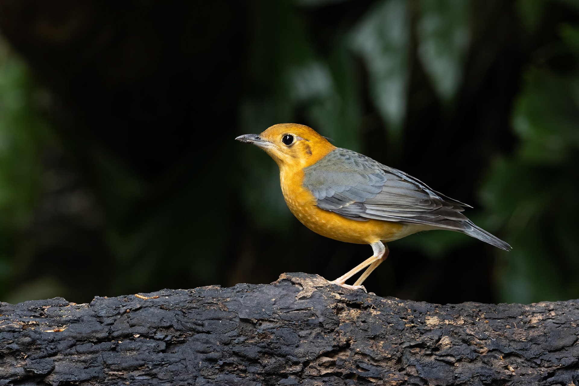 Orange-headed thrush