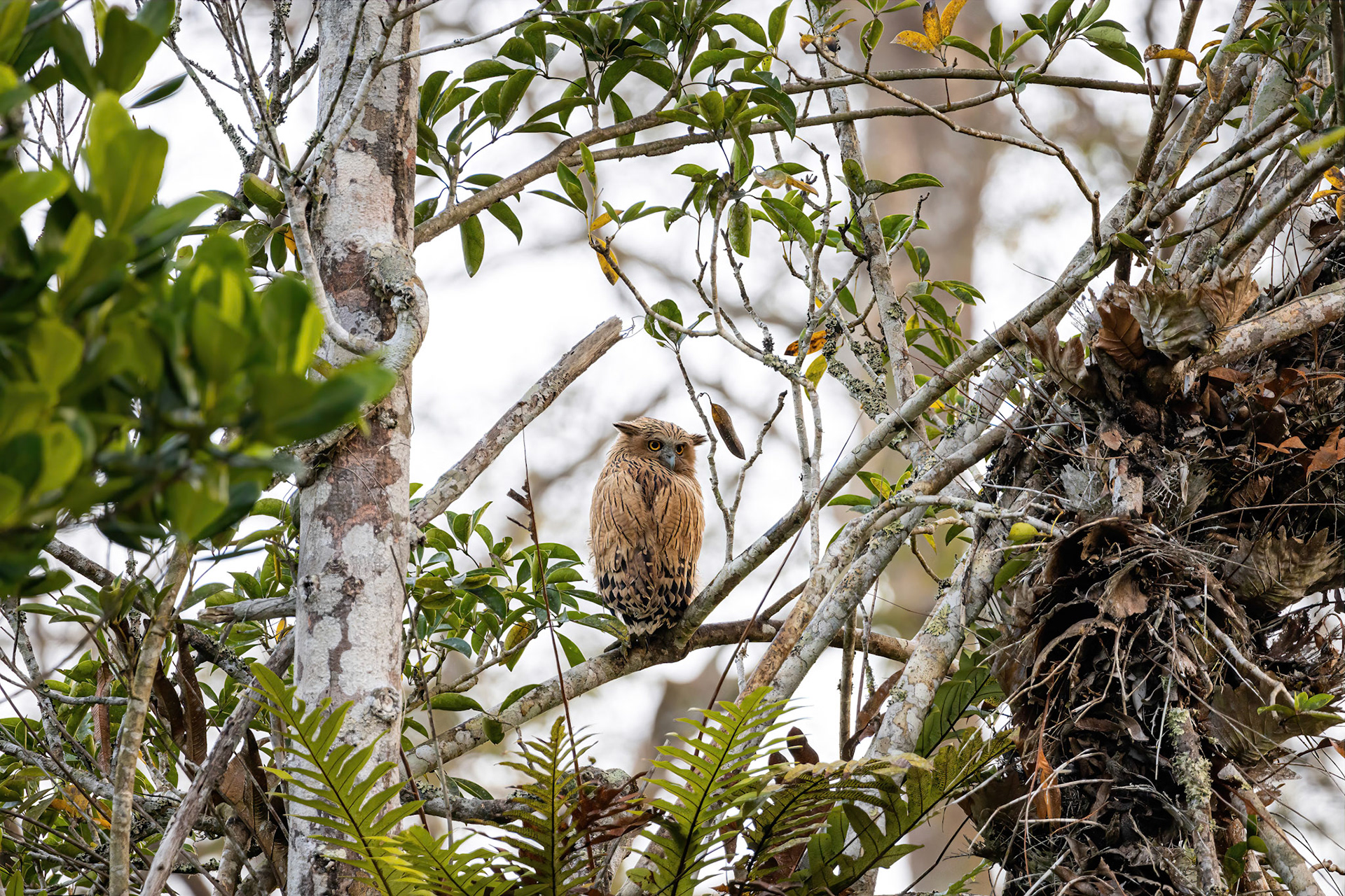 Buffy fish owl (juvenile)