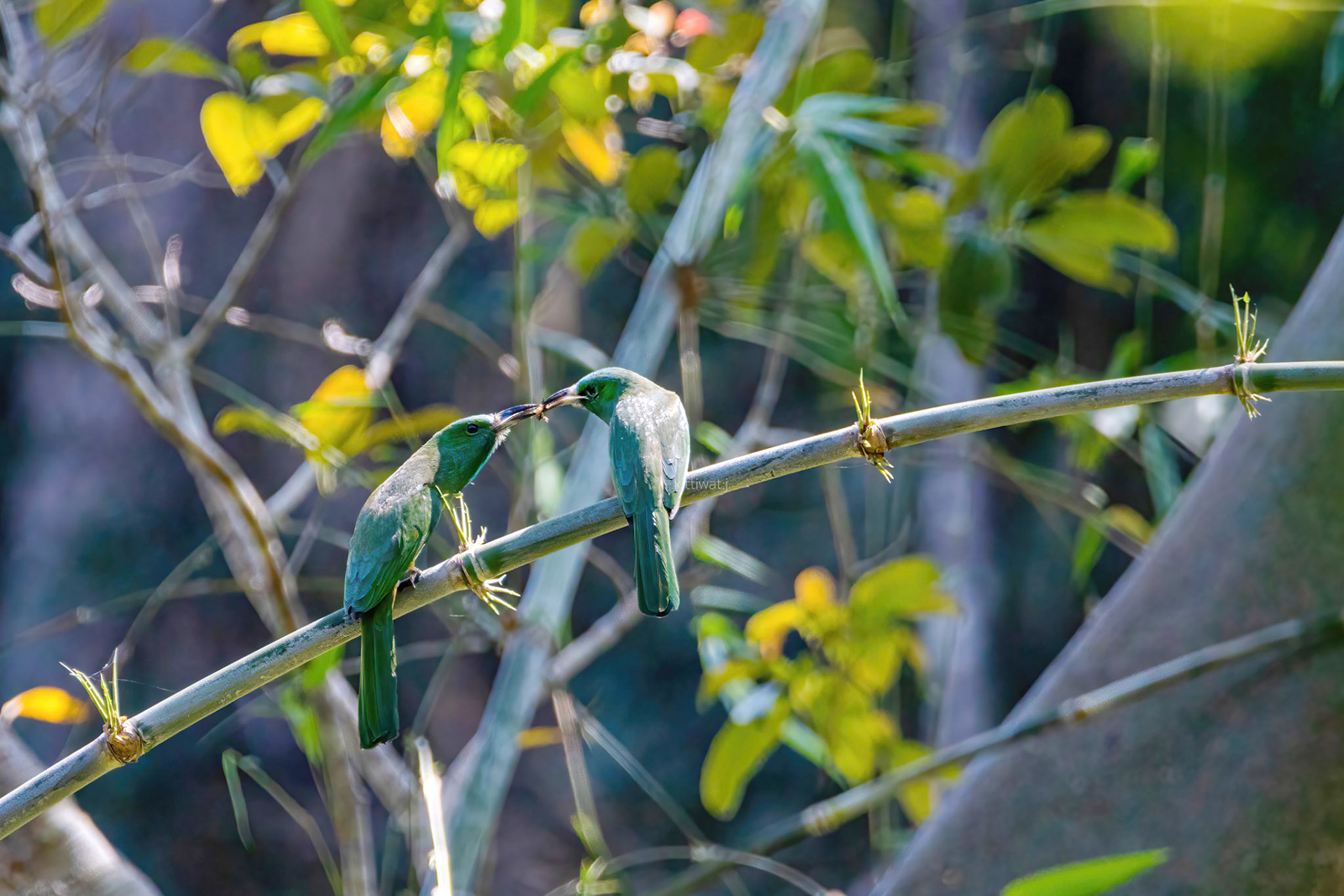 Blue-bread bee-eater