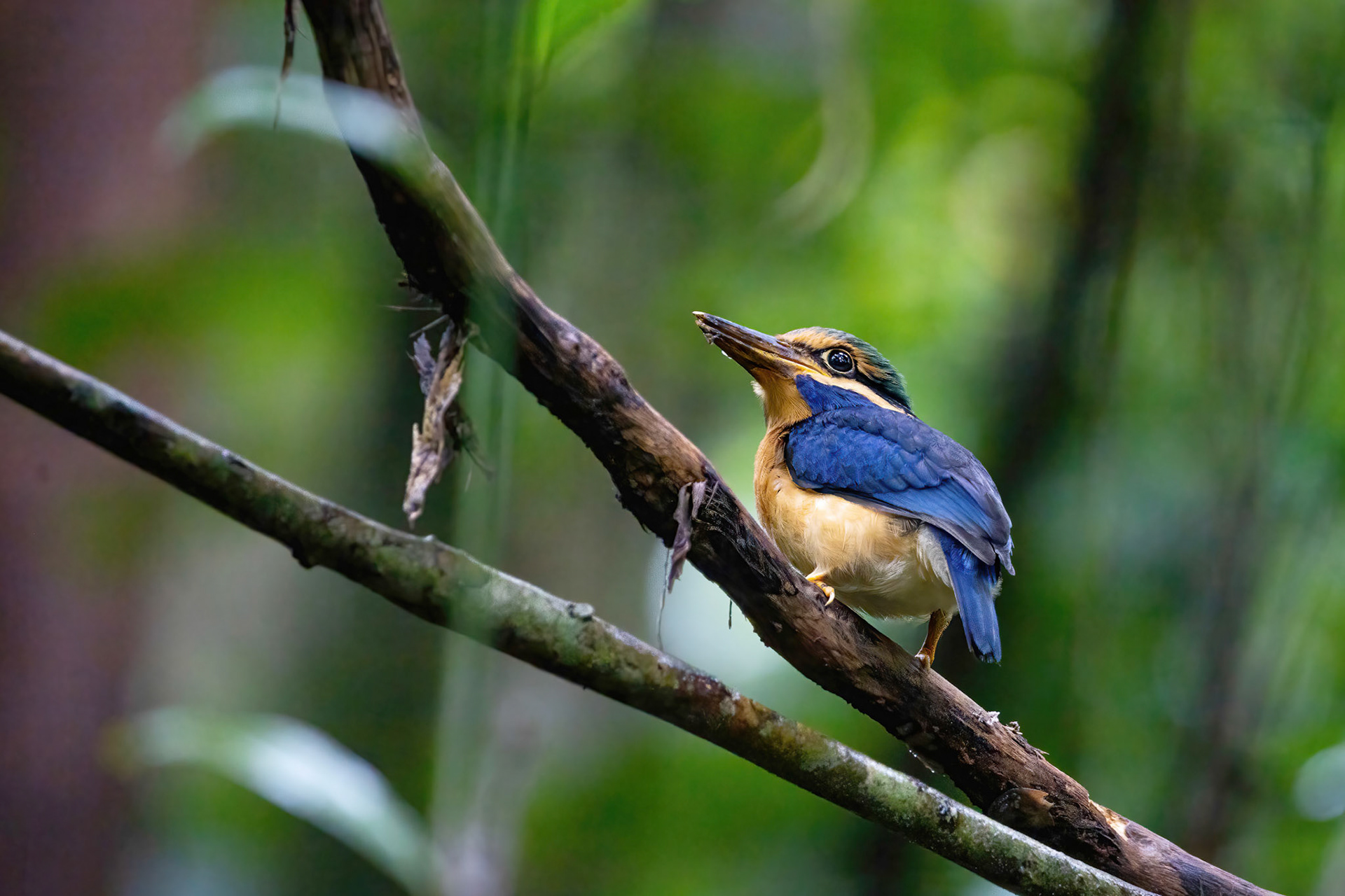 Rufous collared kingfisher (juvenile male)