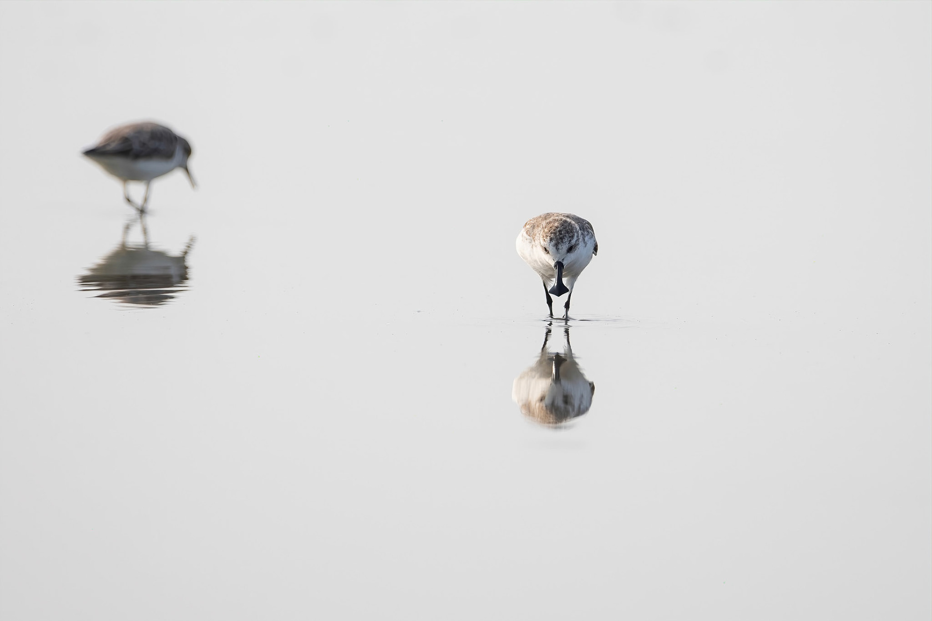 Spoon-bill sandpiper