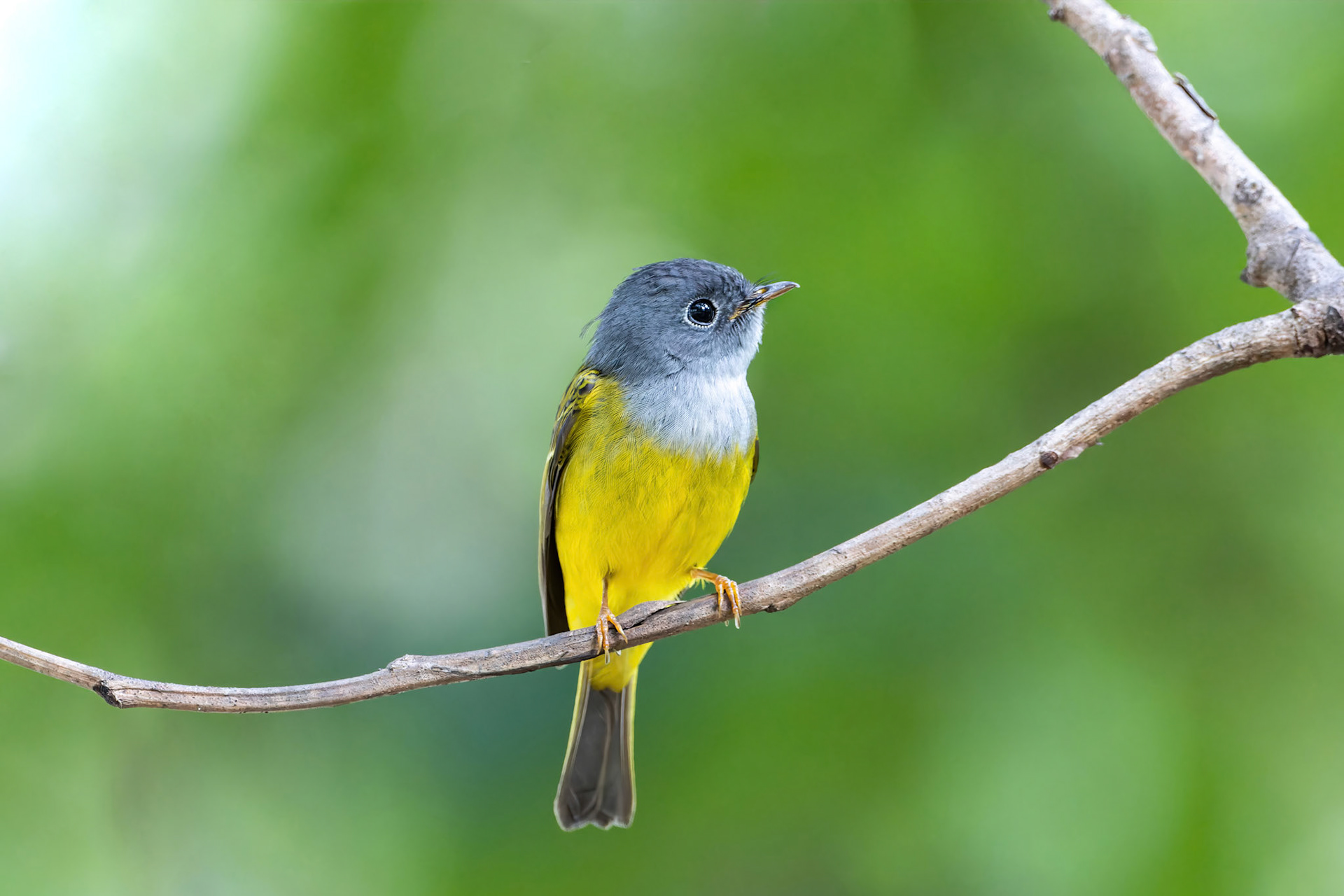 Grey-headed canary flycatcher