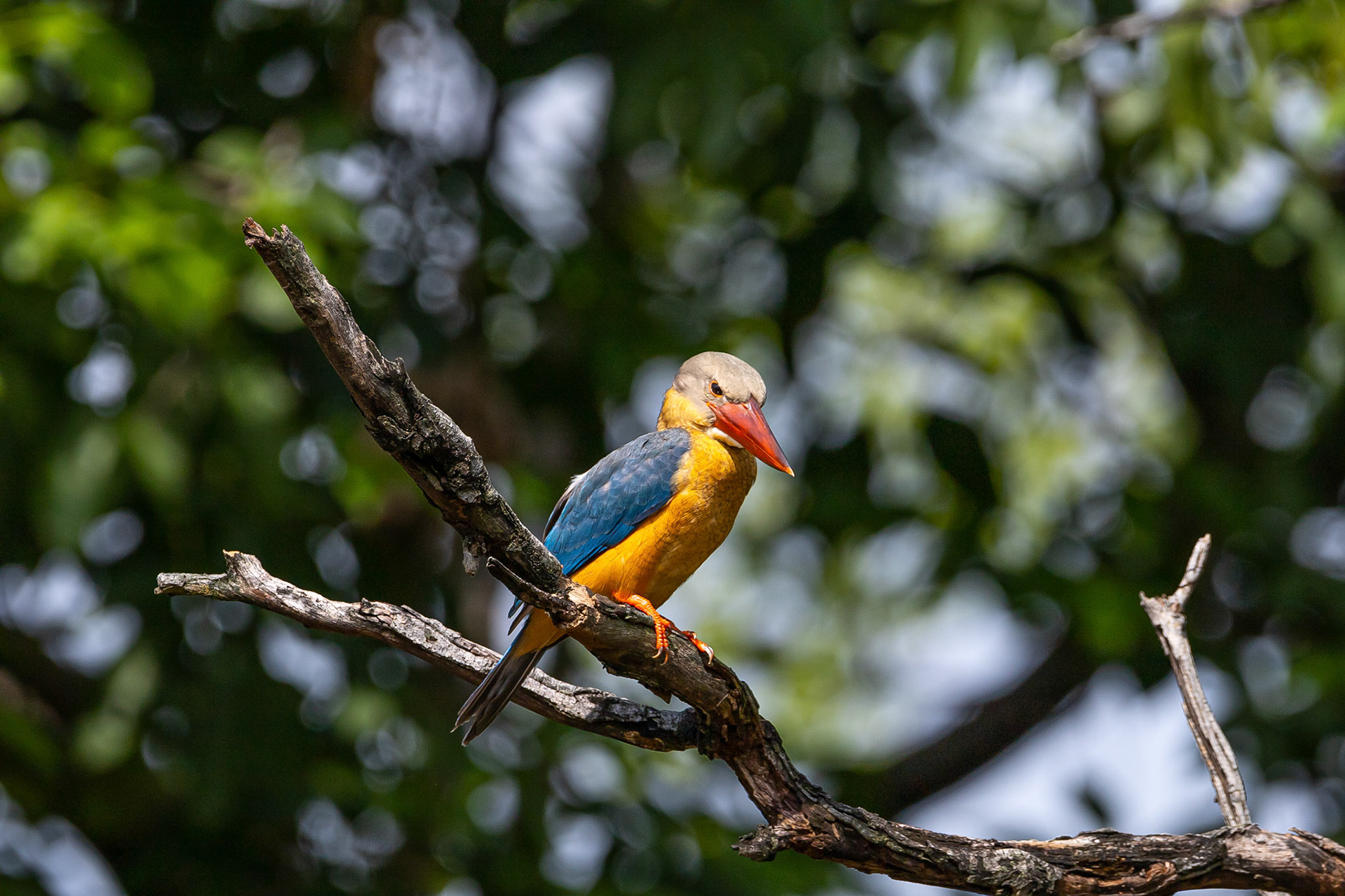 Stork-bill kingfisher