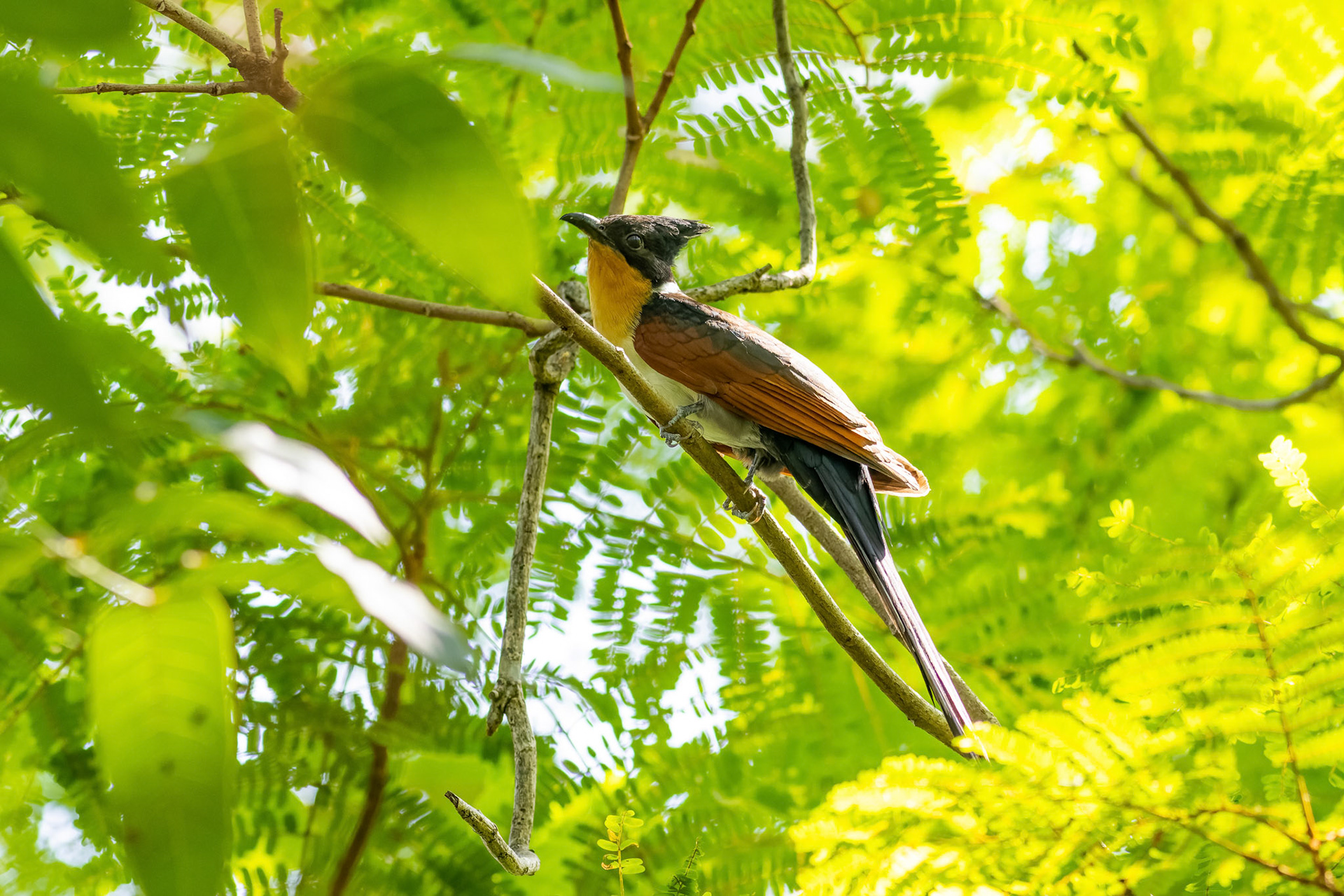 Chestnut winged cuckoo