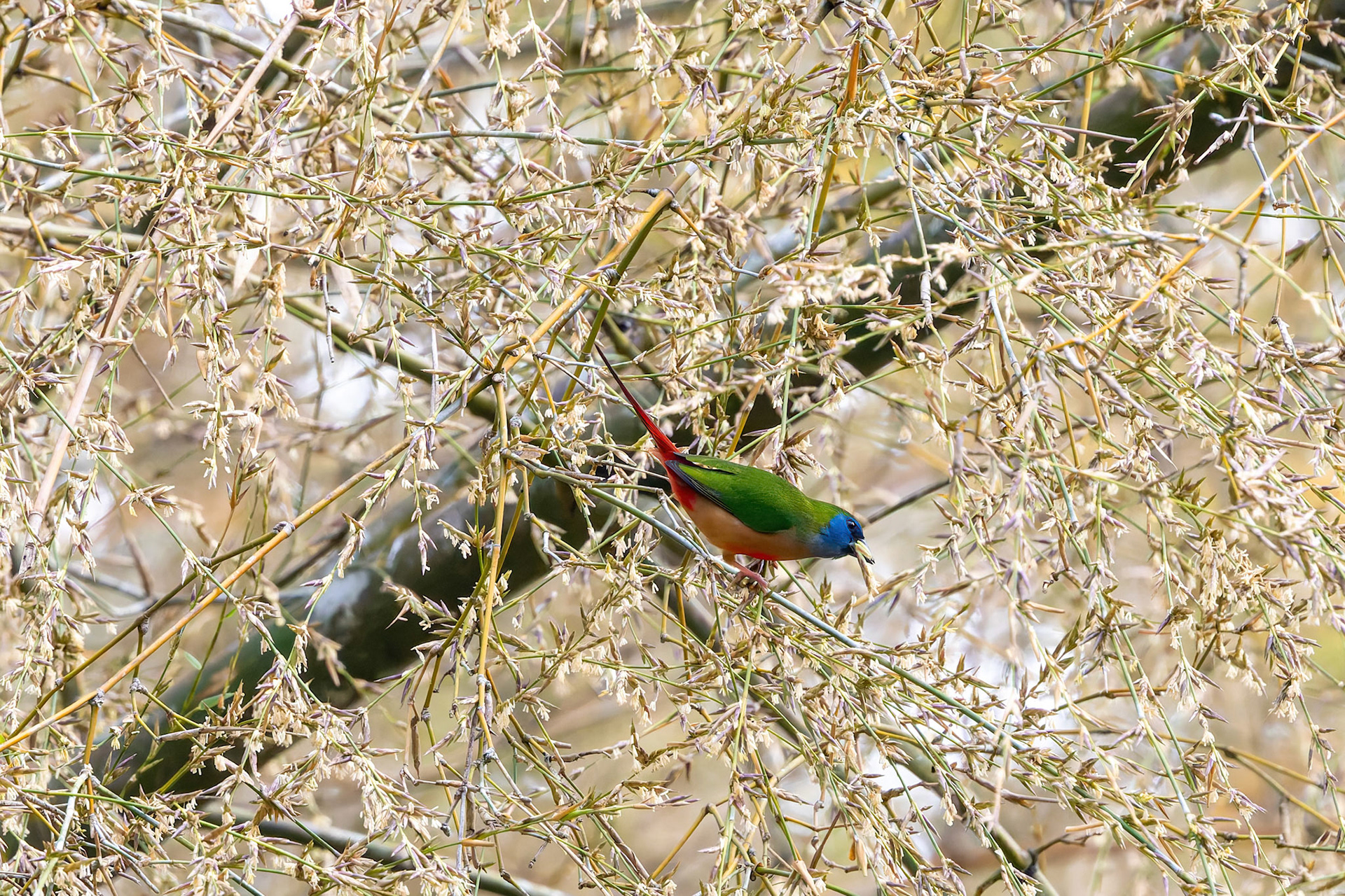 Pinned-tailed parrotfinch