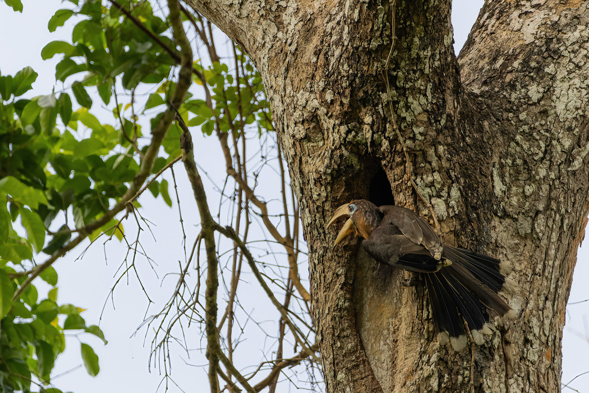 Tickell's brown hornbill (male)
